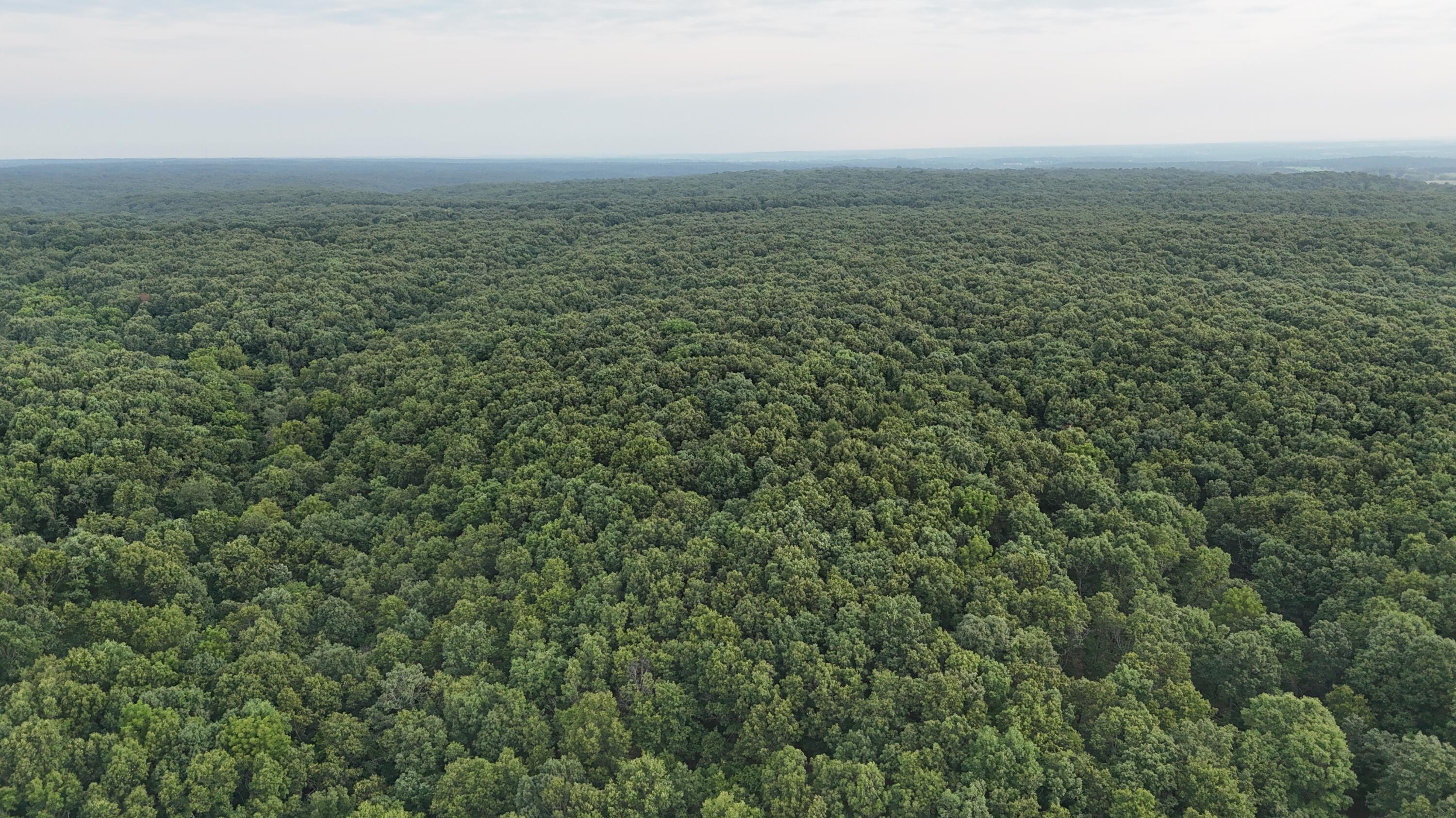 Photo 4 - Land for sale – 000  County Rd 2100   Mt Vernon, MO