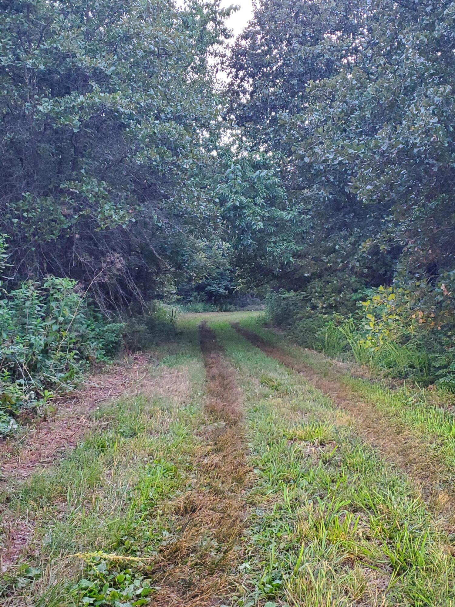 Photo 21 - Land for sale – 000  County Rd 2100   Mt Vernon, MO