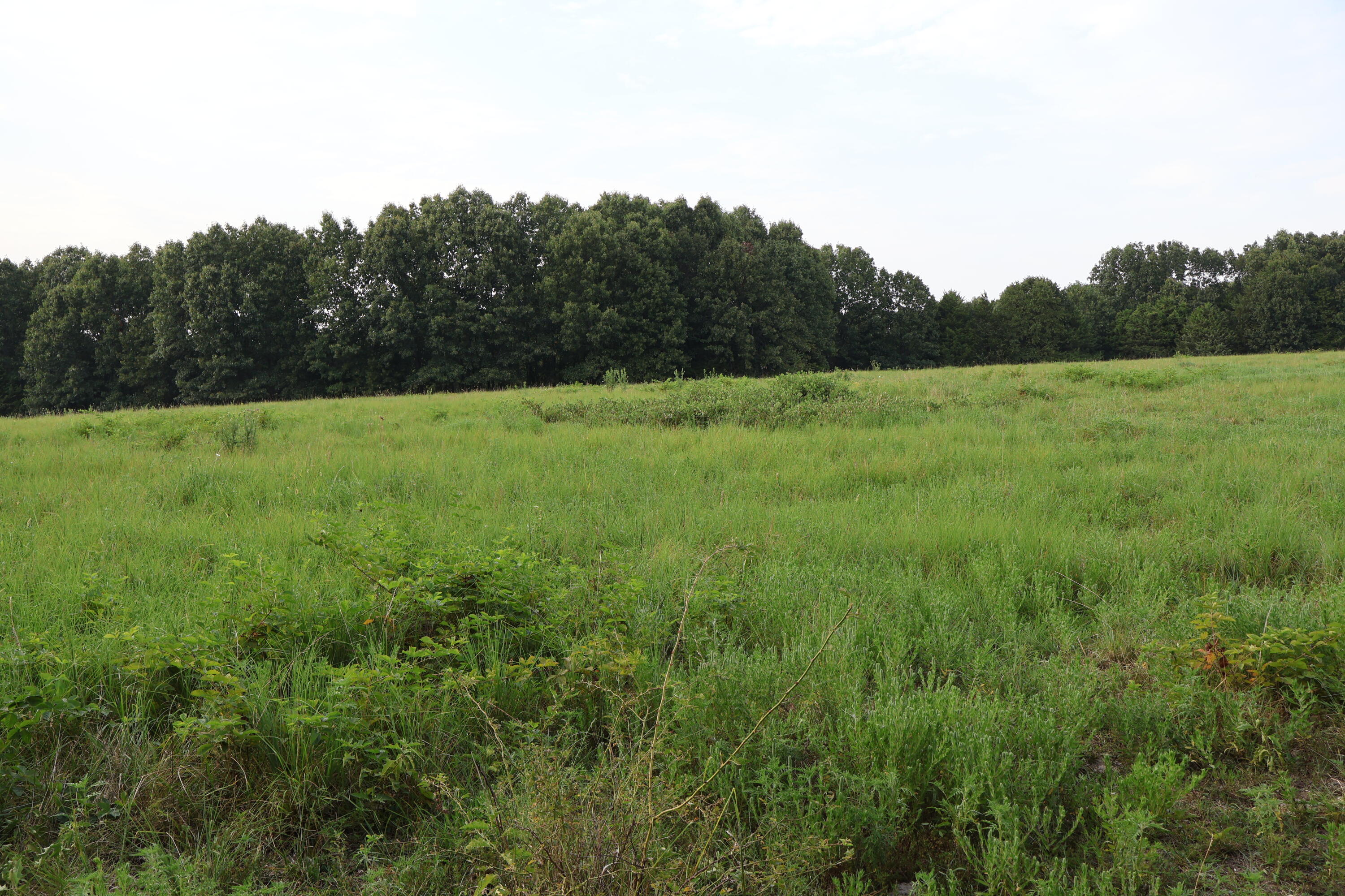 Photo 102 - Farm for sale – 9135  State Highway Z   Fordland, MO