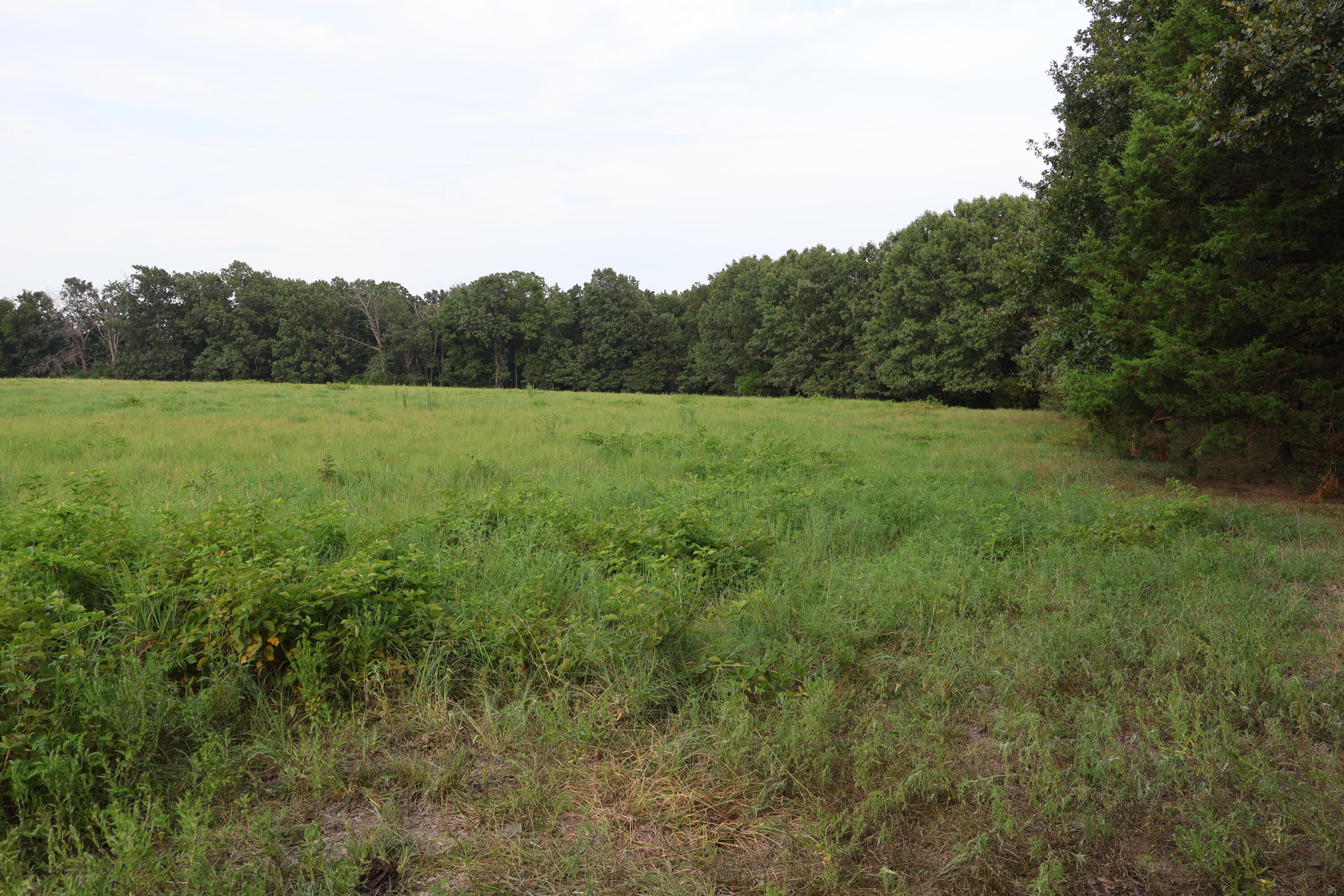 Photo 115 - Farm for sale – 9135  State Highway Z   Fordland, MO