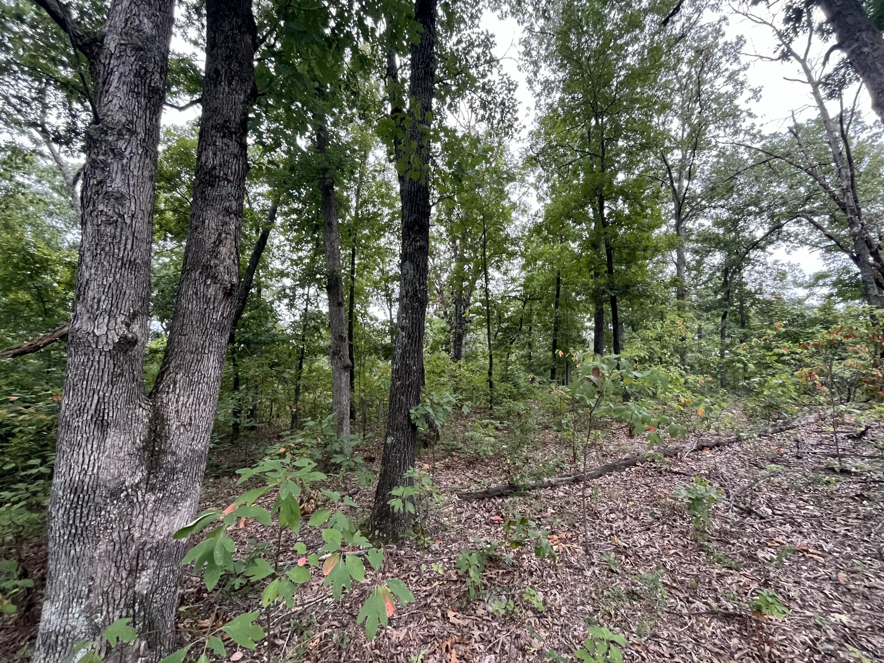 Photo 7 - Land for sale – 000  Partridge Drive  Climax Springs, MO
