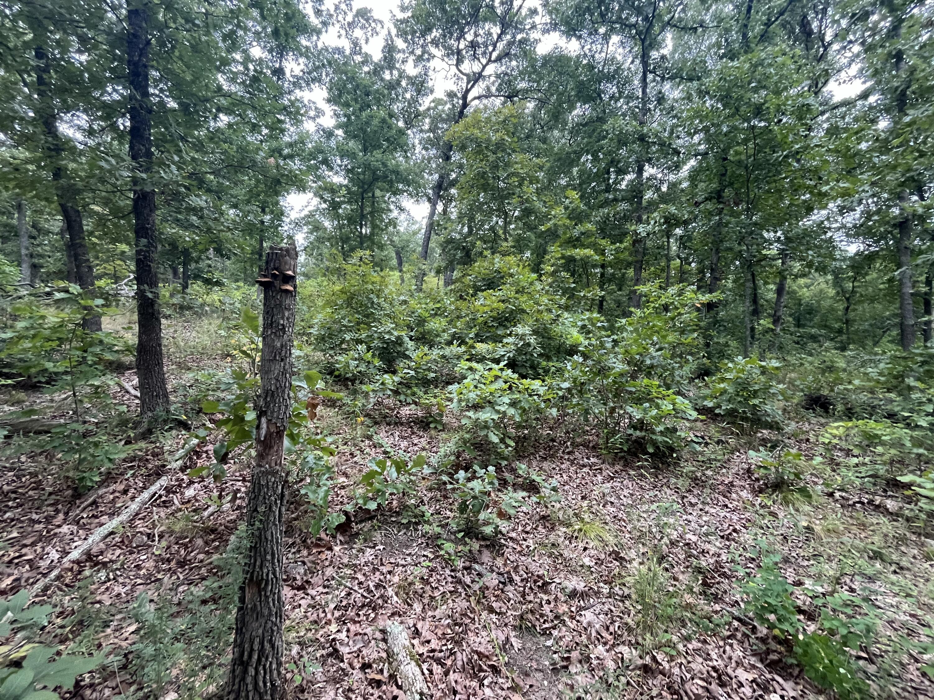 Photo 17 - Land for sale – 000  Partridge Drive  Climax Springs, MO