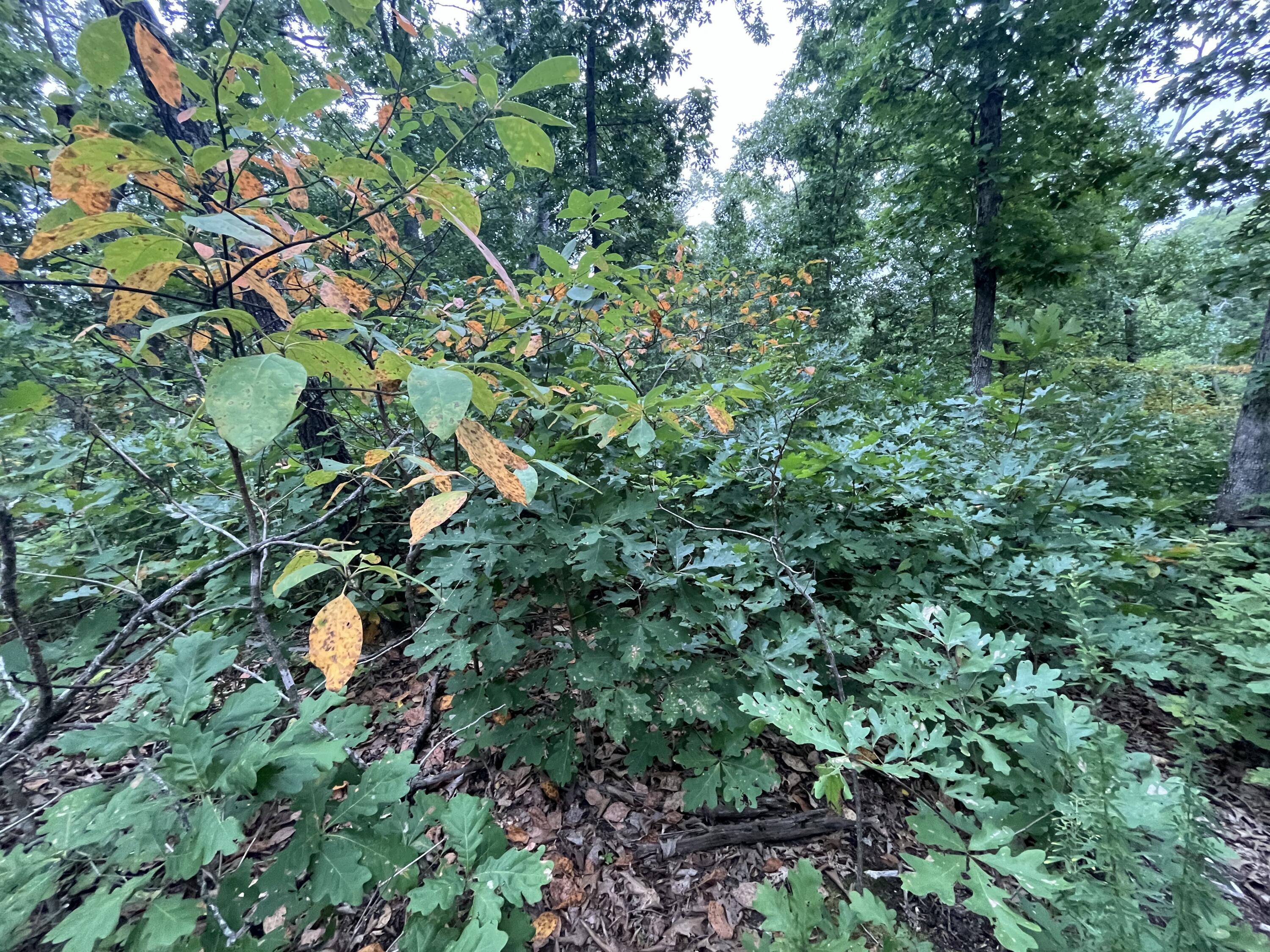 Photo 20 - Land for sale – 000  Partridge Drive  Climax Springs, MO