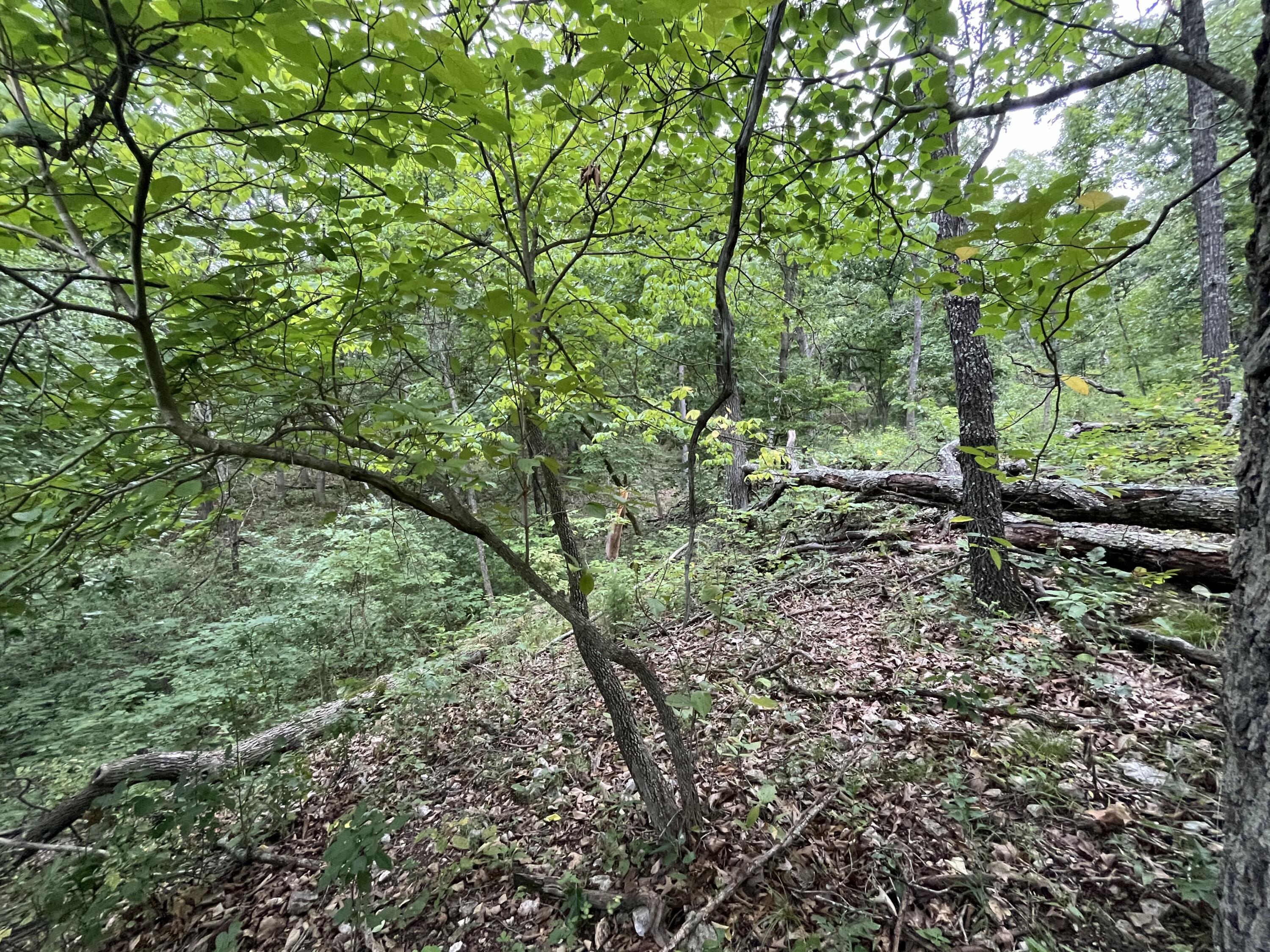 Photo 24 - Land for sale – 000  Partridge Drive  Climax Springs, MO
