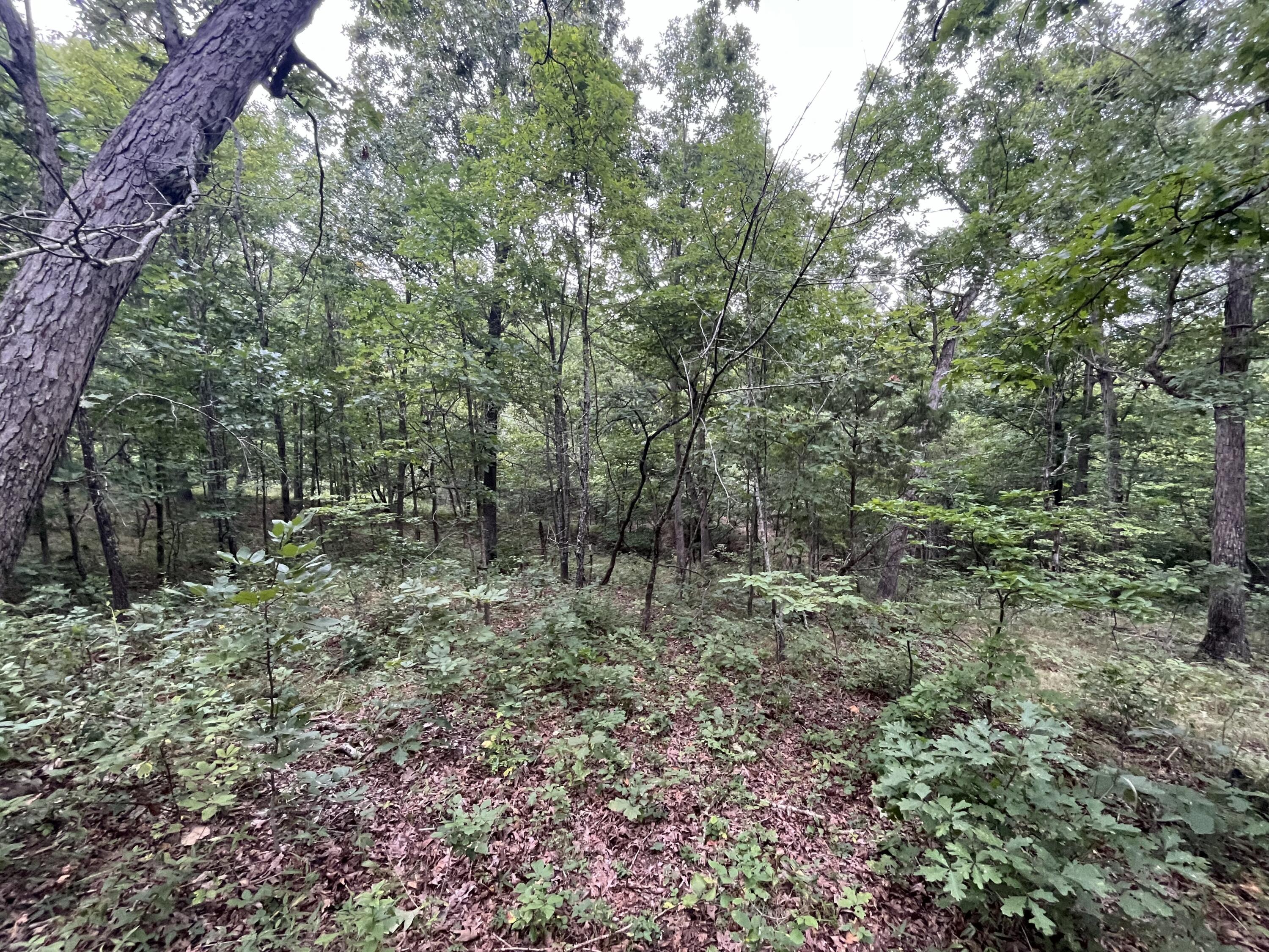 Photo 29 - Land for sale – 000  Partridge Drive  Climax Springs, MO
