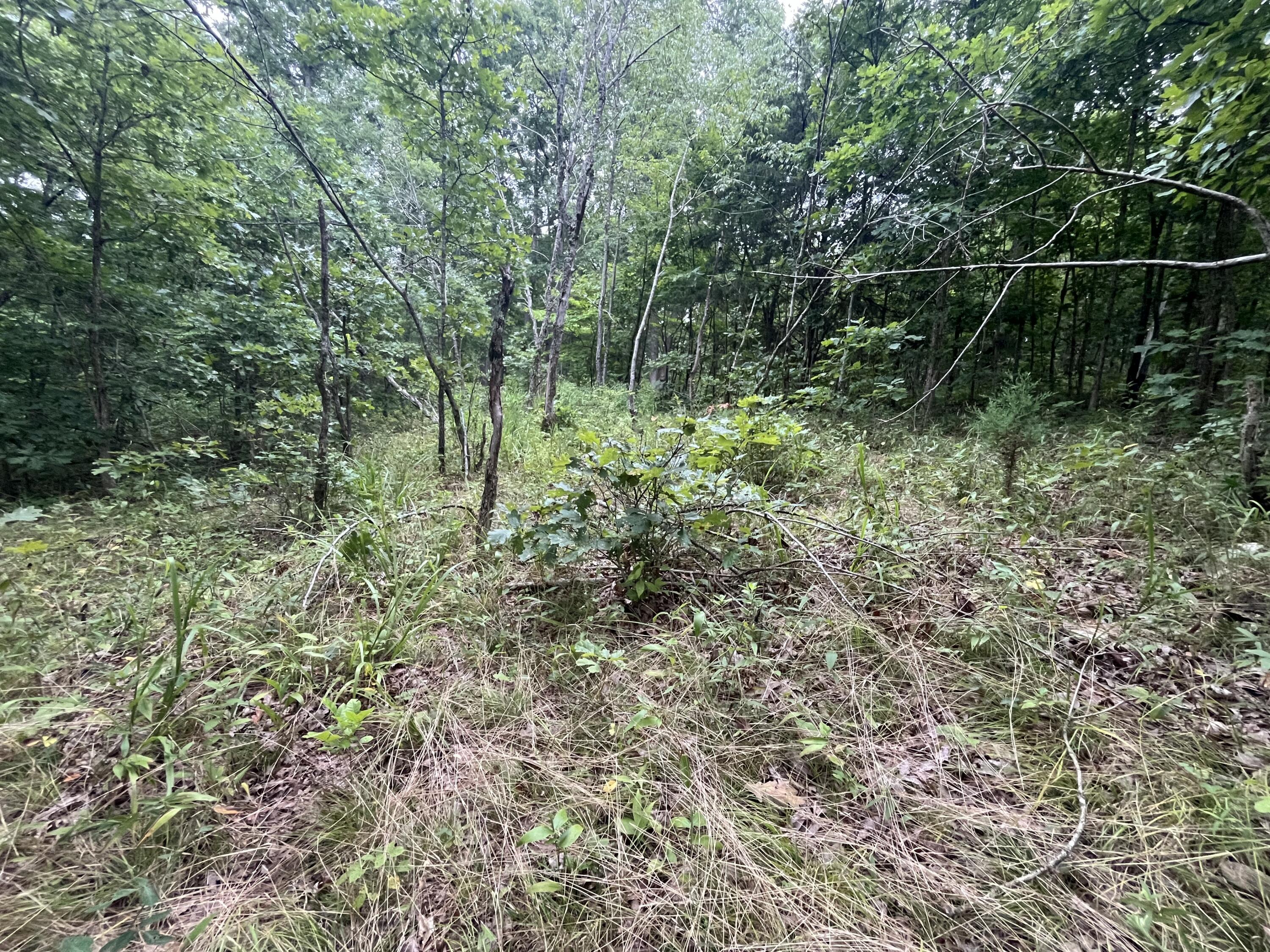 Photo 10 - Land for sale – 000  Partridge Drive  Climax Springs, MO