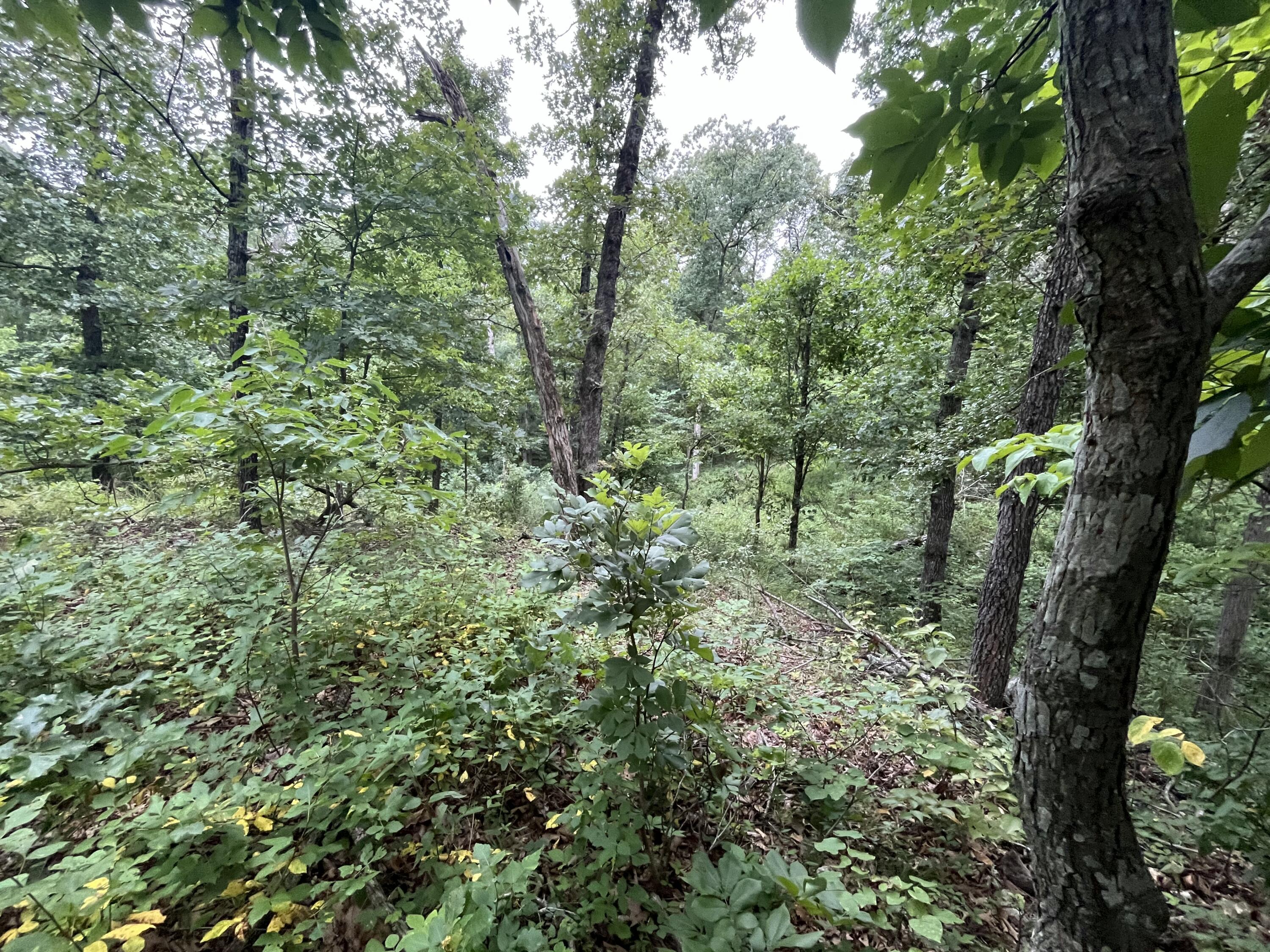 Photo 23 - Land for sale – 000  Partridge Drive  Climax Springs, MO