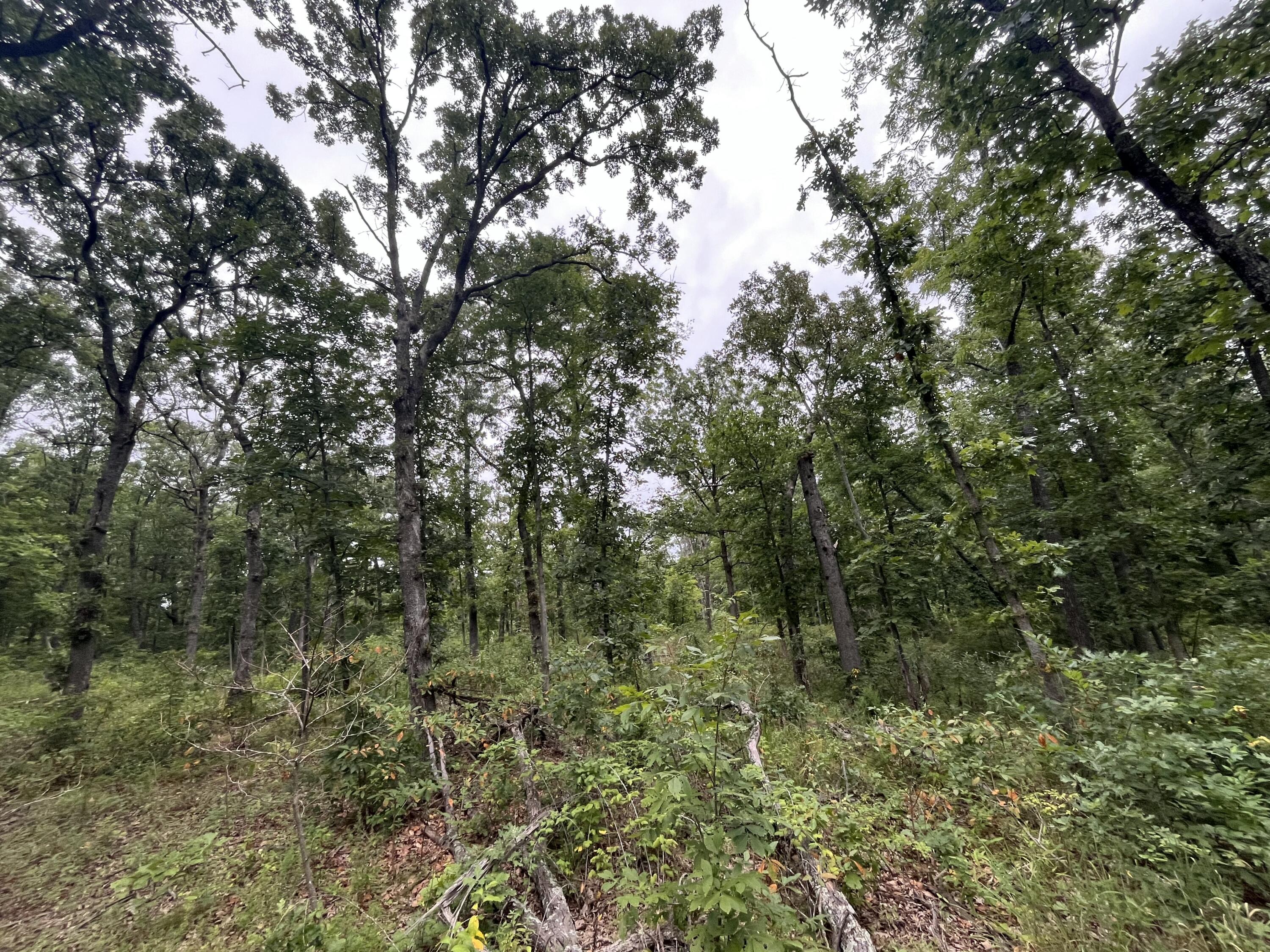 Photo 21 - Land for sale – 000  Partridge Drive  Climax Springs, MO