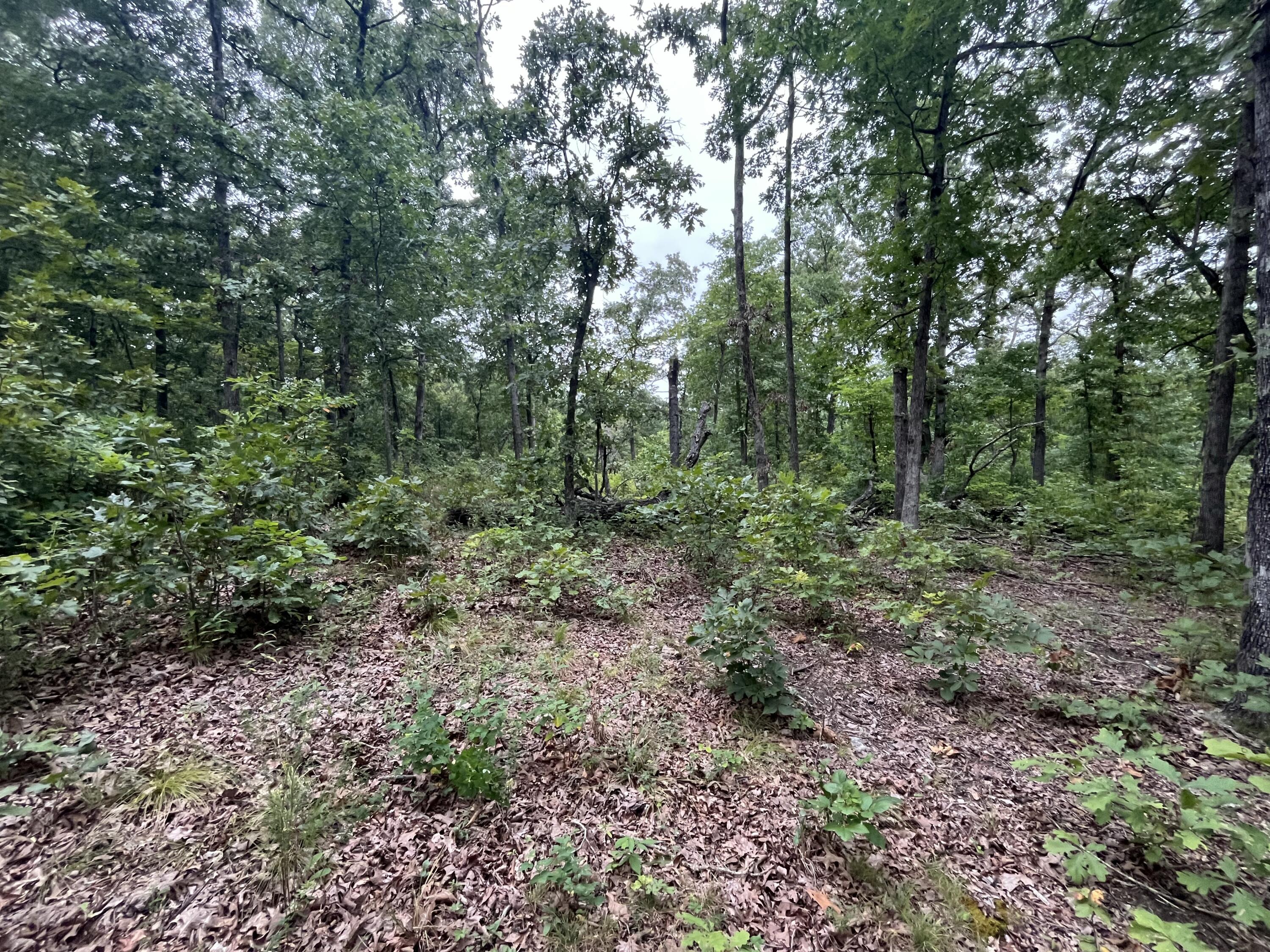 Photo 16 - Land for sale – 000  Partridge Drive  Climax Springs, MO