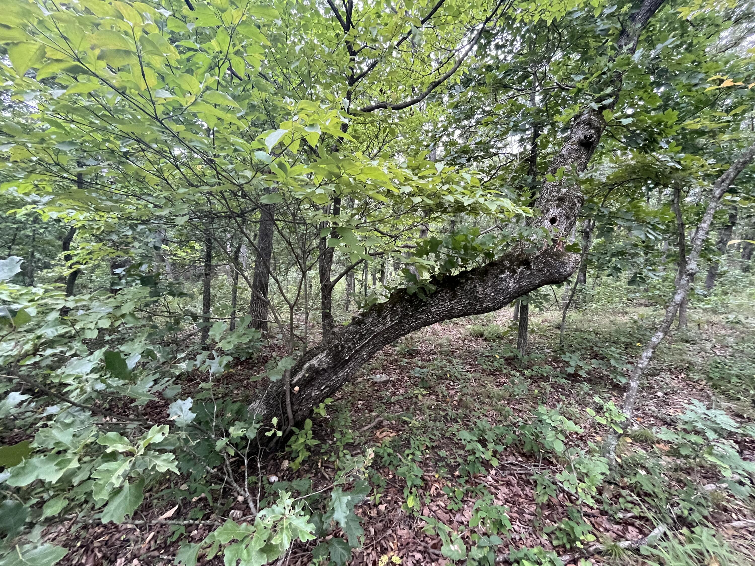 Photo 19 - Land for sale – 000  Partridge Drive  Climax Springs, MO