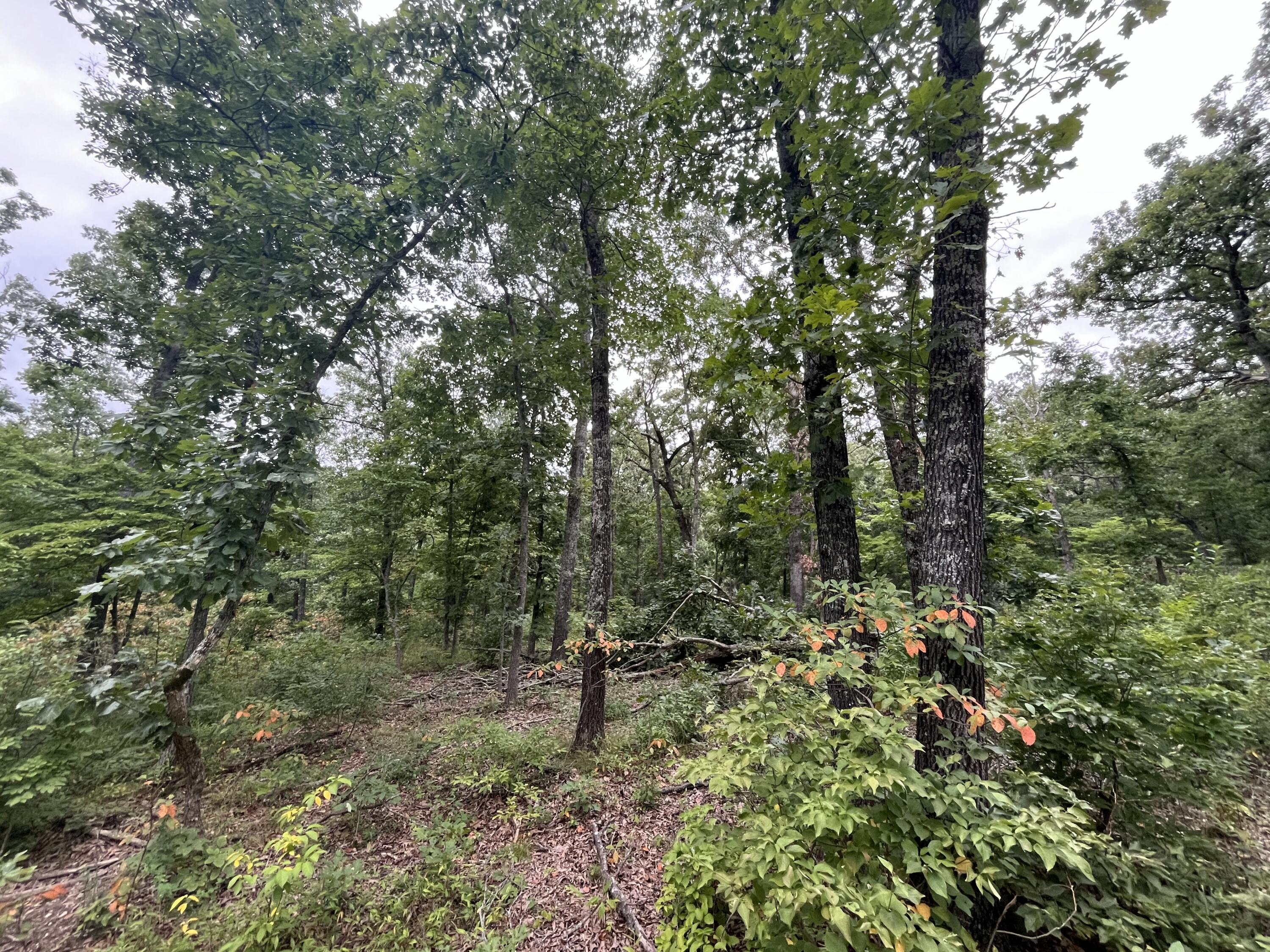 Photo 22 - Land for sale – 000  Partridge Drive  Climax Springs, MO