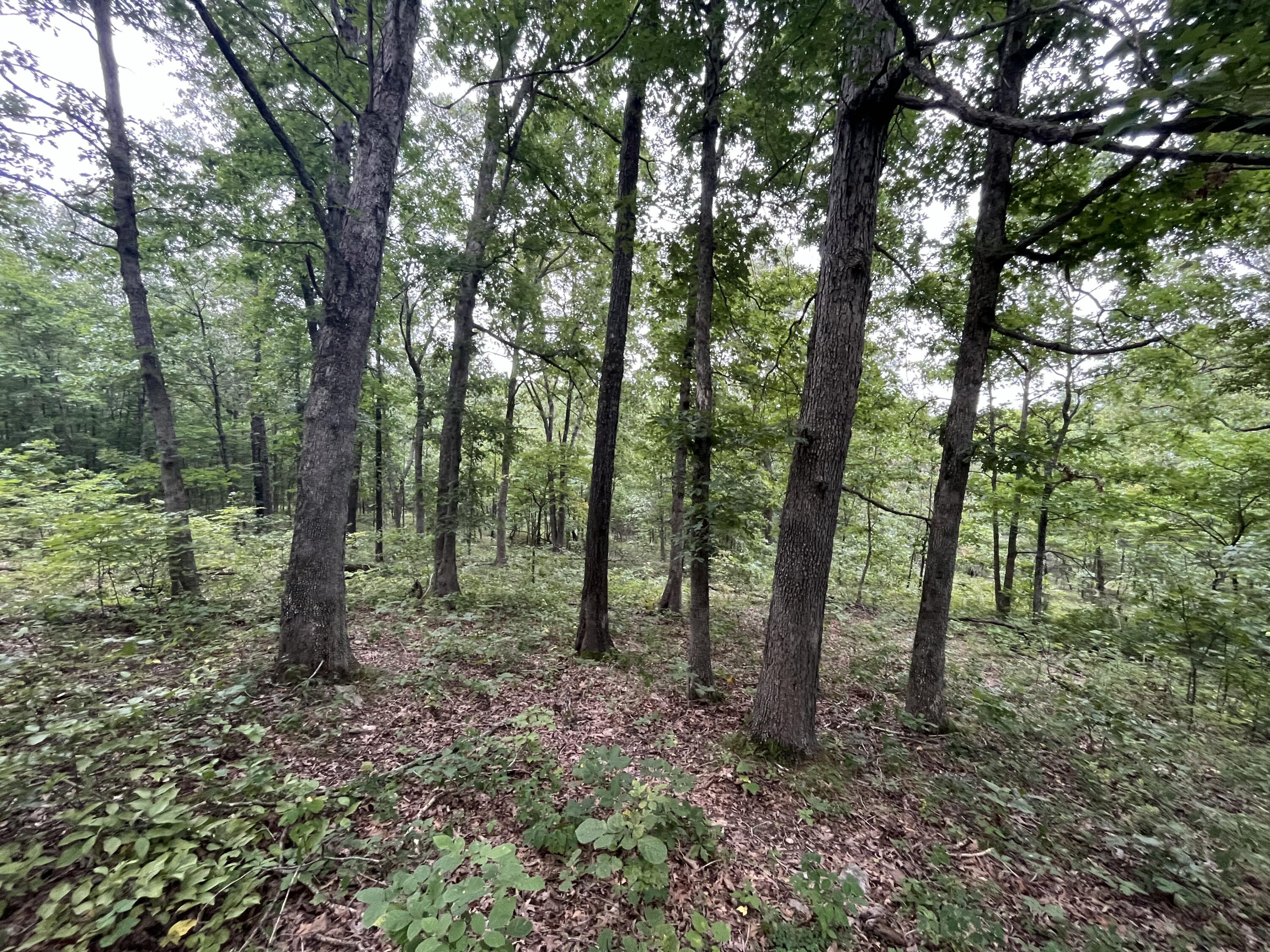 Photo 28 - Land for sale – 000  Partridge Drive  Climax Springs, MO
