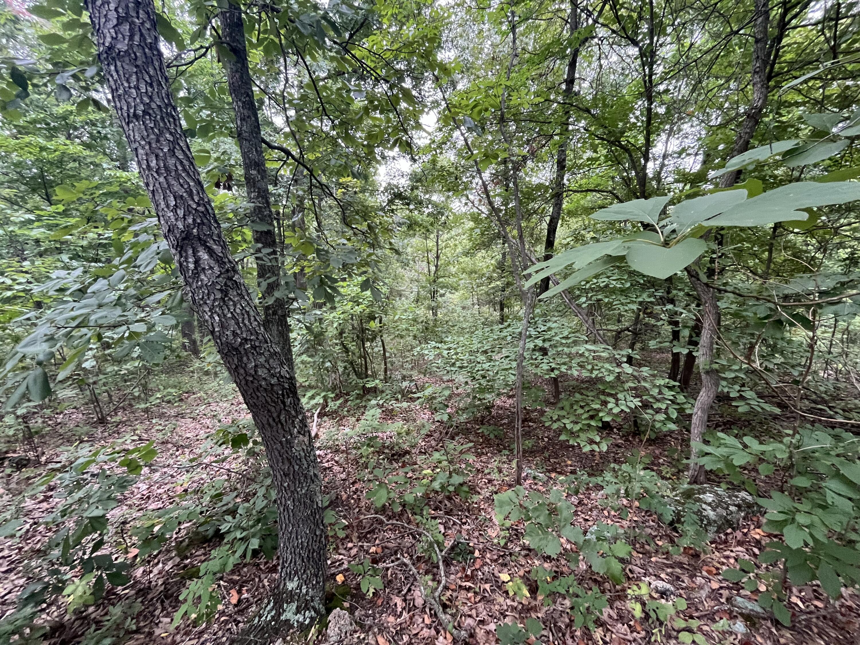 Photo 27 - Land for sale – 000  Partridge Drive  Climax Springs, MO