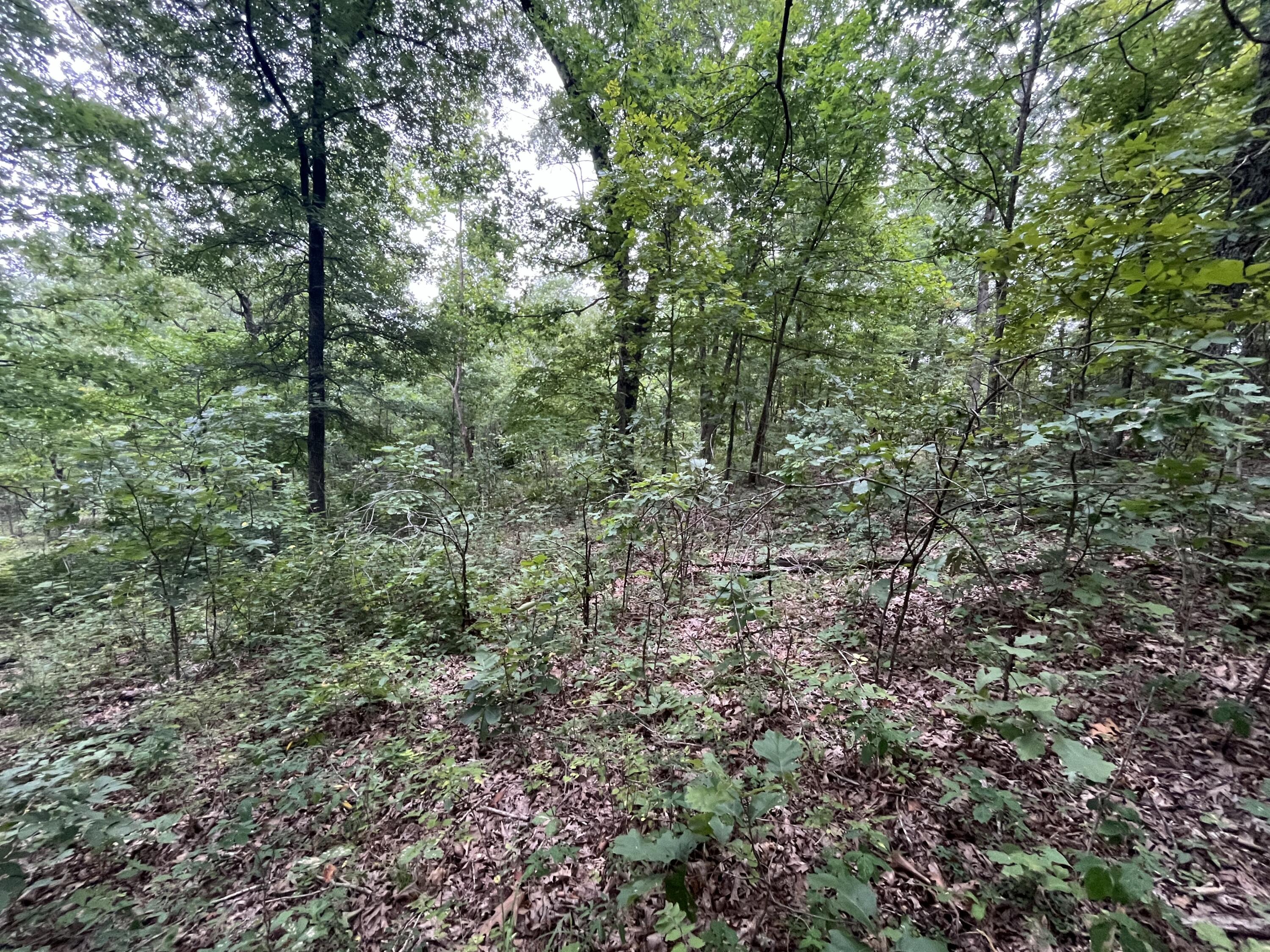 Photo 8 - Land for sale – 000  Partridge Drive  Climax Springs, MO