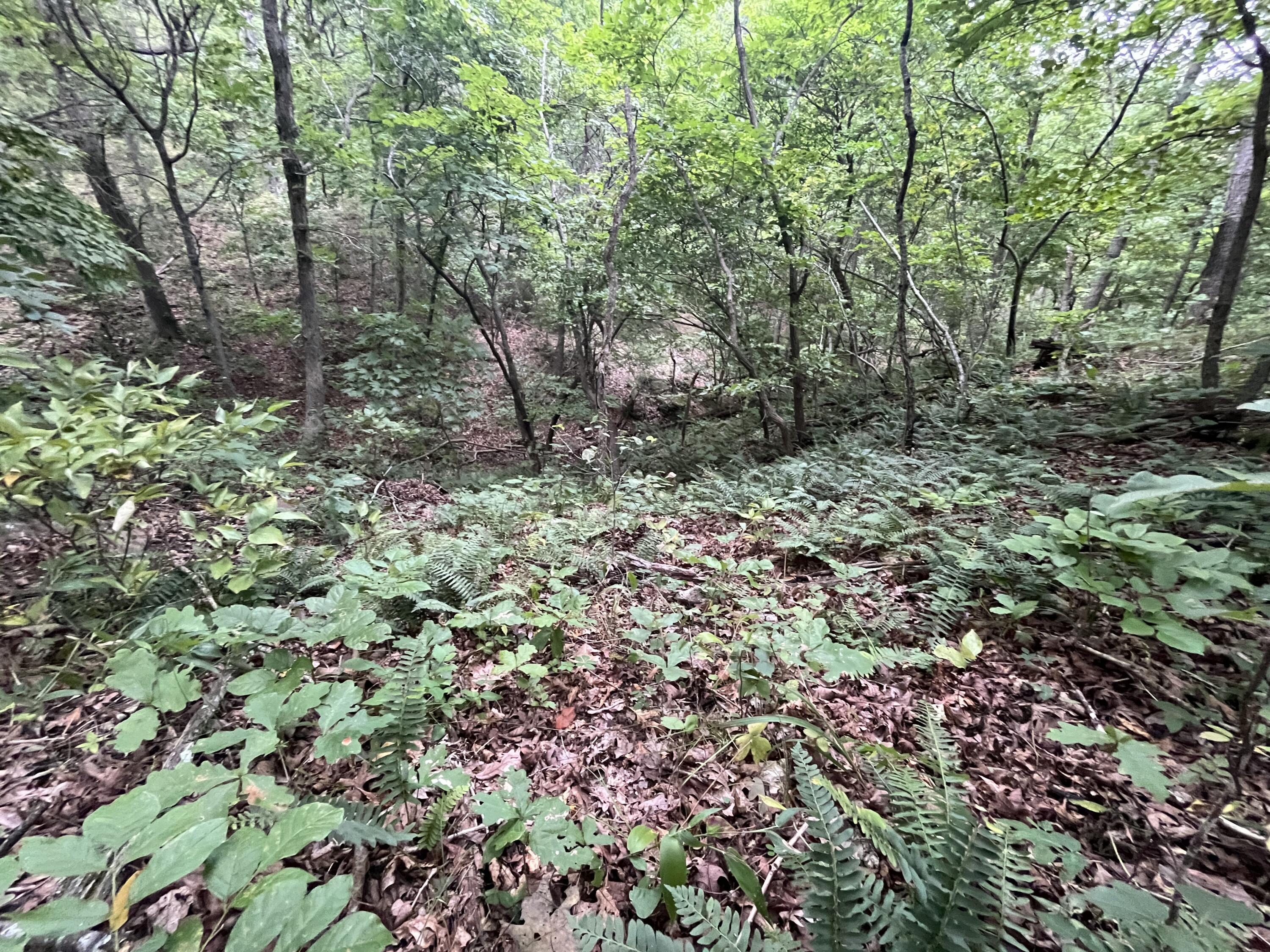 Photo 11 - Land for sale – 000  Partridge Drive  Climax Springs, MO