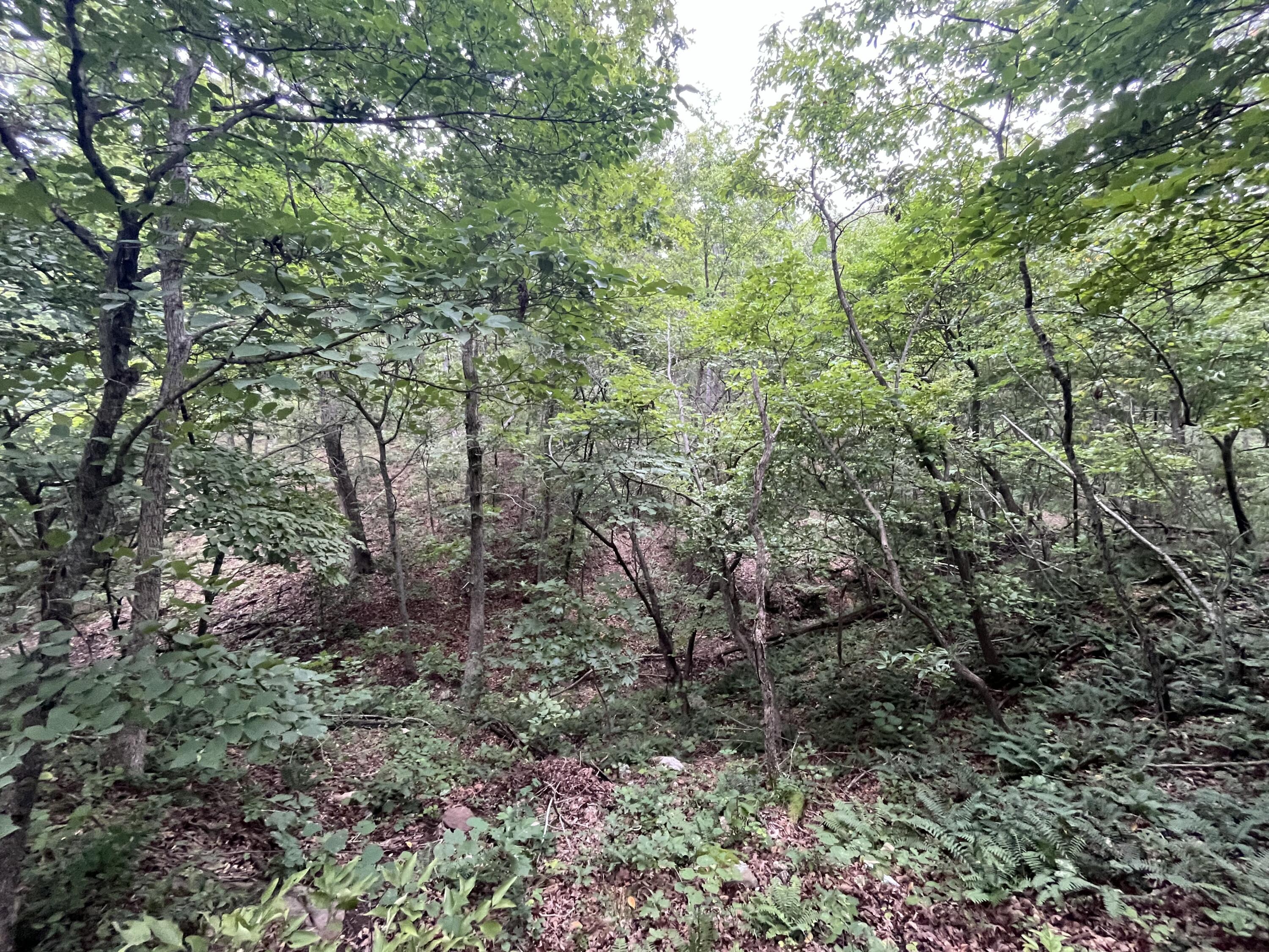 Photo 30 - Land for sale – 000  Partridge Drive  Climax Springs, MO
