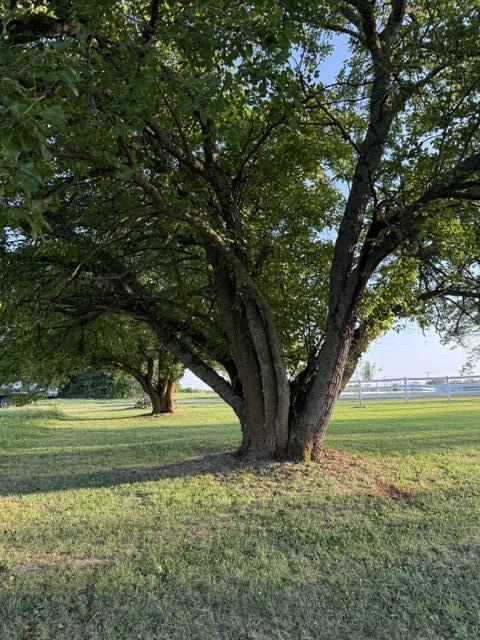 Photo 48 - Farm for sale – 3183  State Highway Mm   Mountain Grove, MO