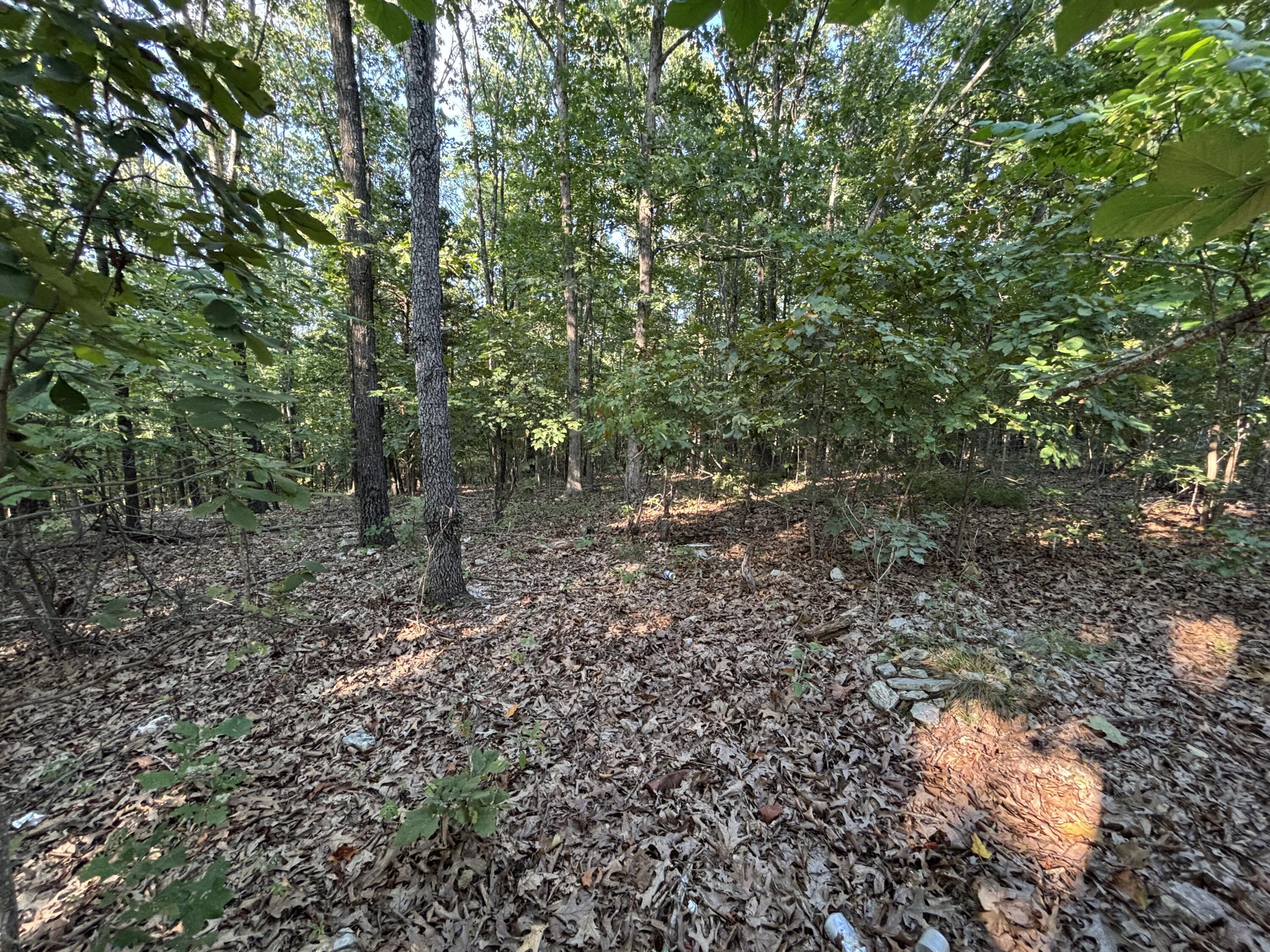 Photo 9 - Land for sale – 35377  County Road W-264   Vanzant, MO