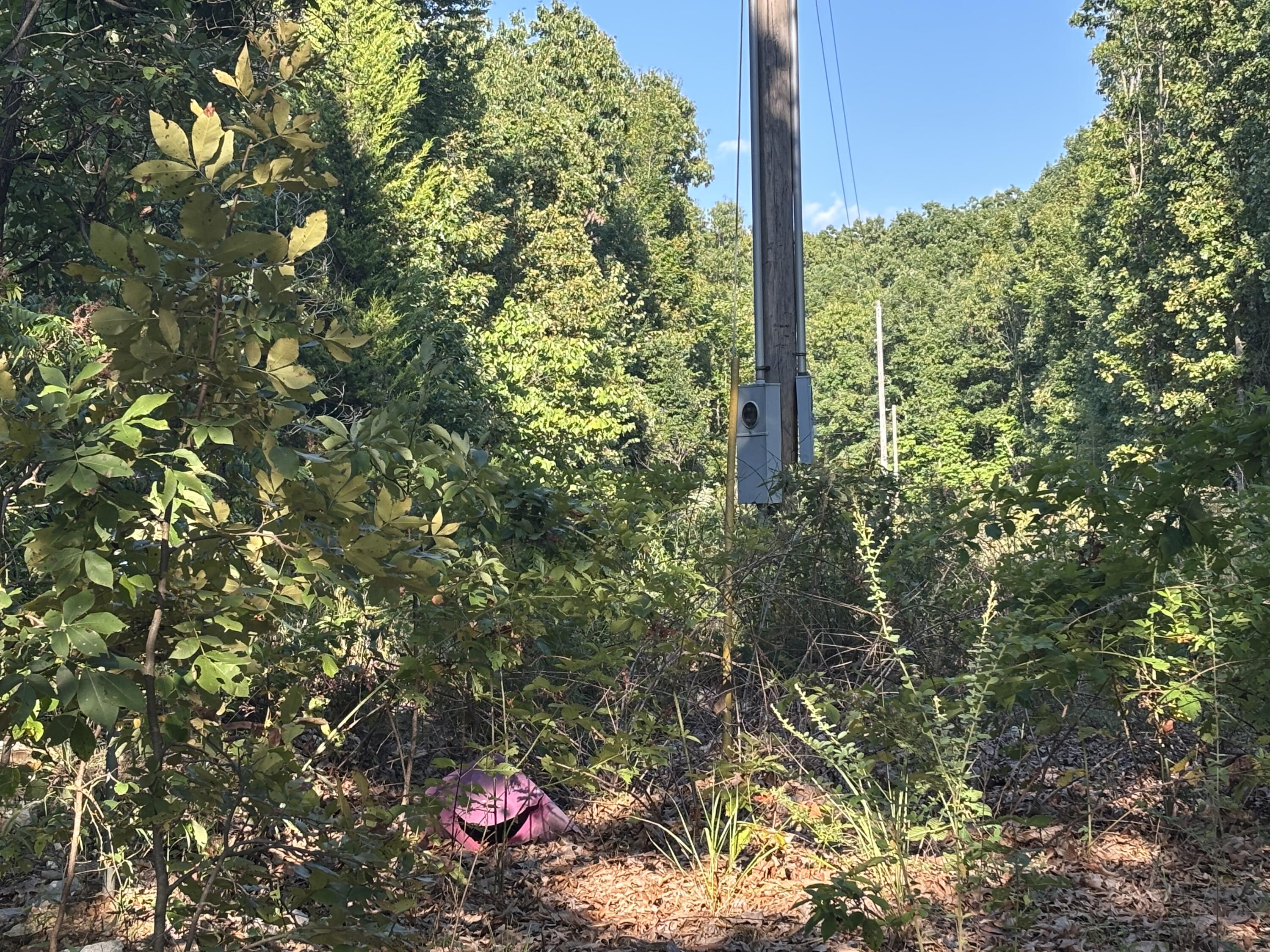 Photo 3 - Land for sale – 35377  County Road W-264   Vanzant, MO