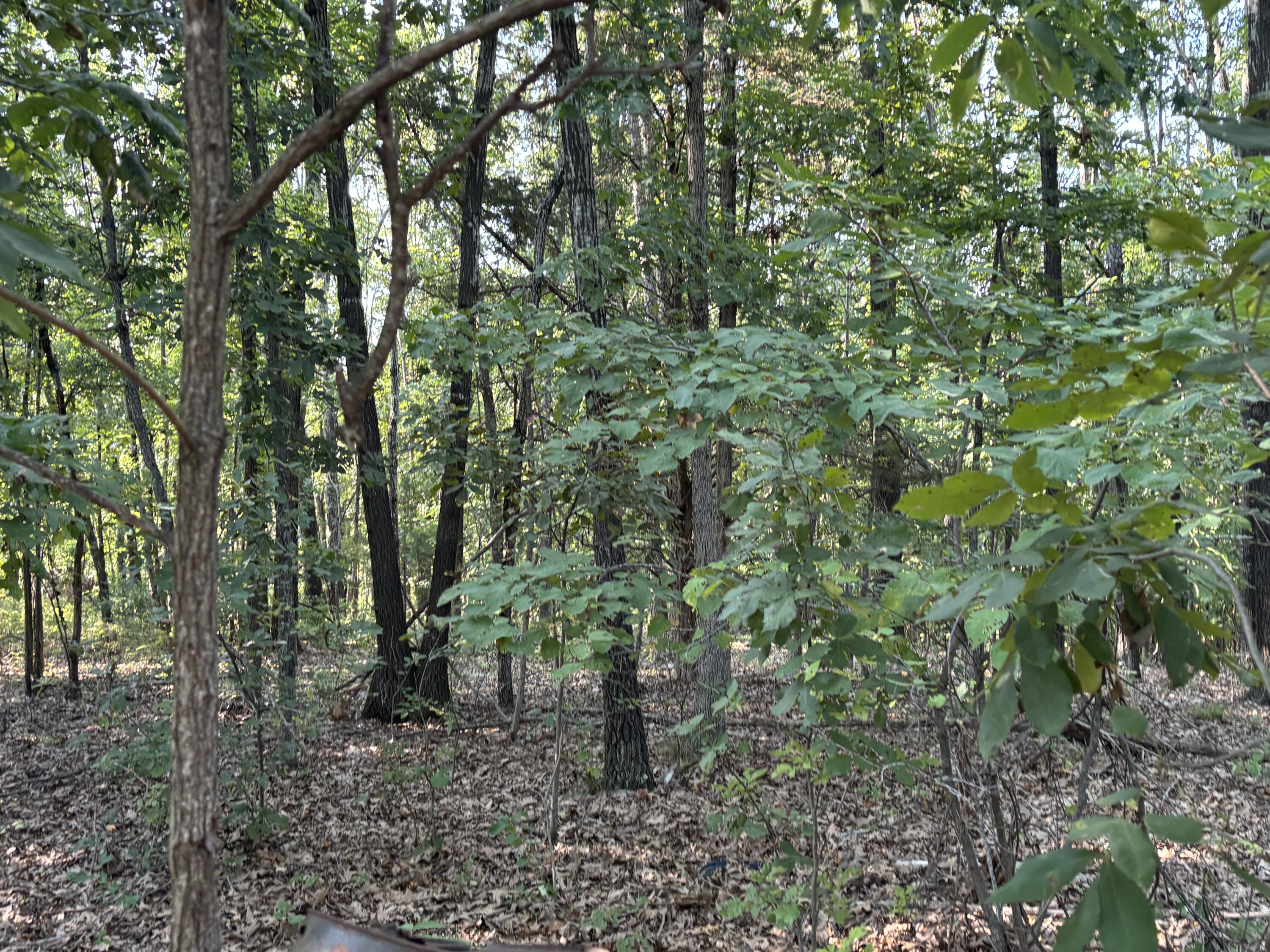Land for sale – 35377  County Road W-264   Vanzant, MO