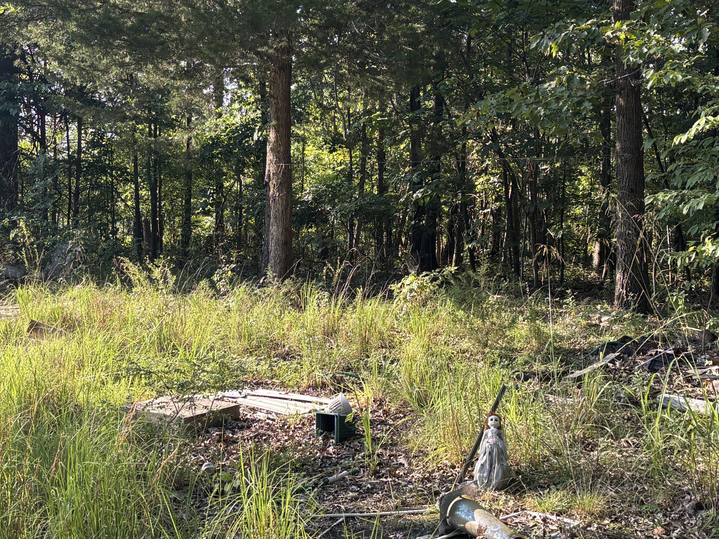 Photo 7 - Land for sale – 35377  County Road W-264   Vanzant, MO