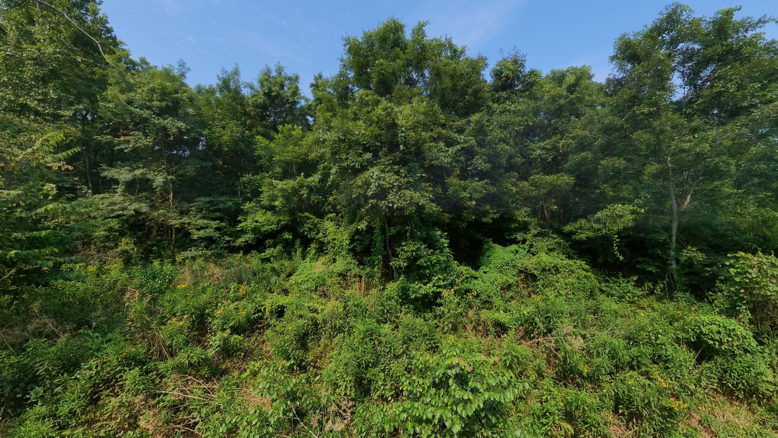 Photo 22 - Land for sale – 000  County Road 2661   Mountain View, MO