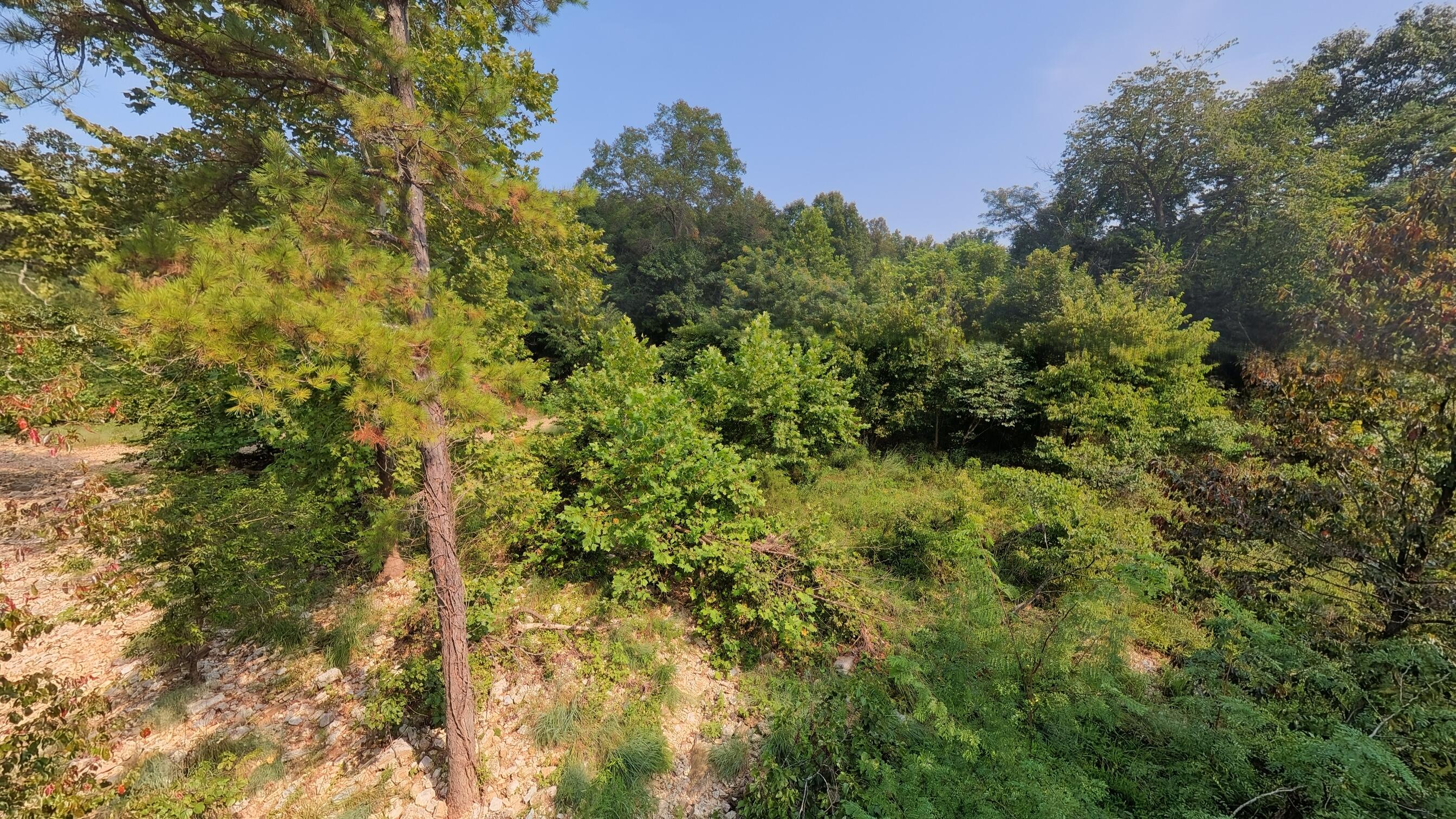 Photo 14 - Land for sale – 000  County Road 2661   Mountain View, MO