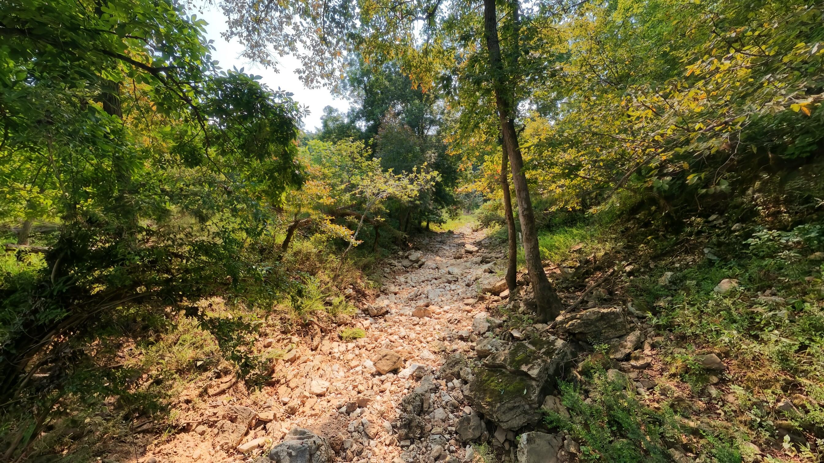Photo 15 - Land for sale – 000  County Road 2661   Mountain View, MO