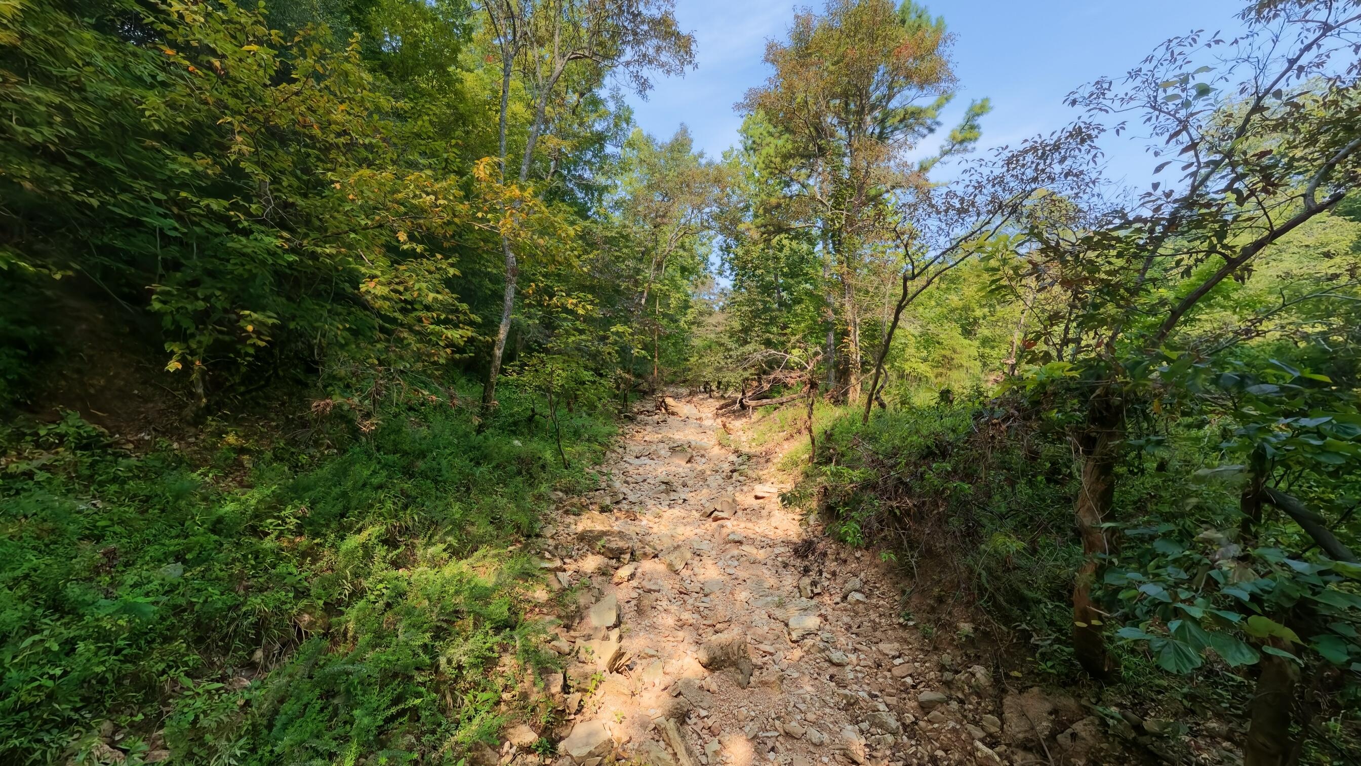 Photo 16 - Land for sale – 000  County Road 2661   Mountain View, MO