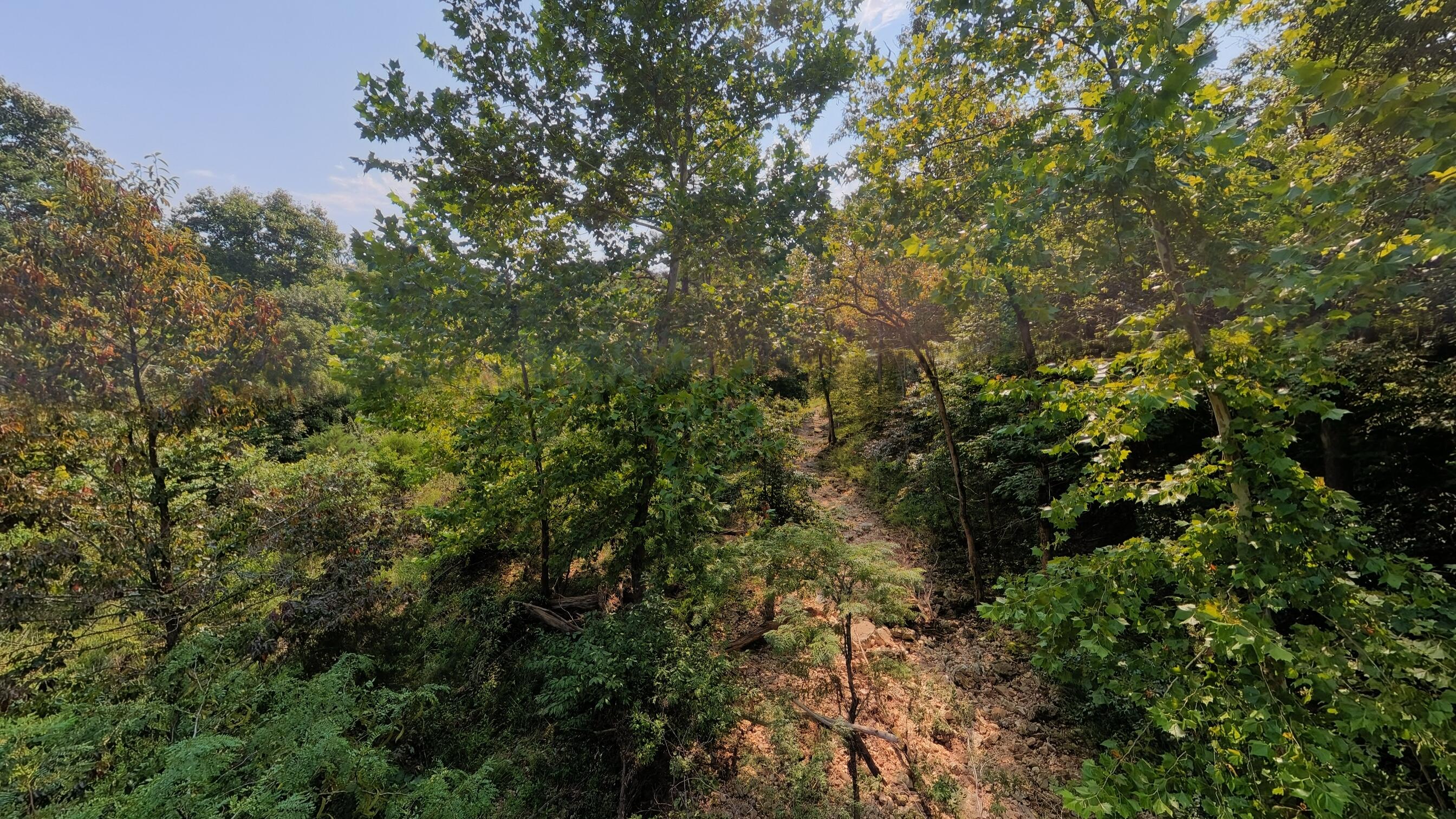 Photo 13 - Land for sale – 000  County Road 2661   Mountain View, MO