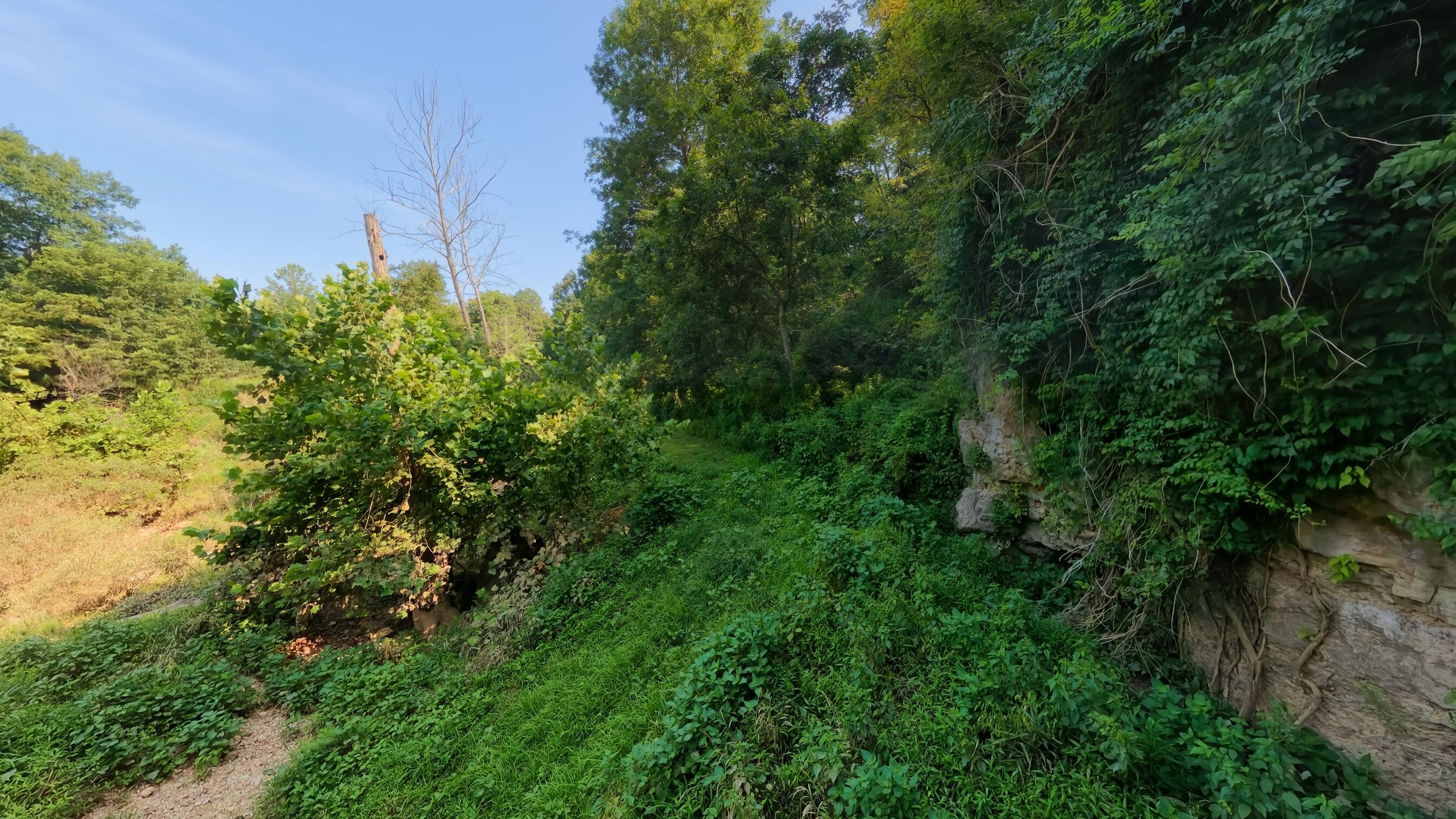 Photo 31 - Land for sale – 000  County Road 2661   Mountain View, MO
