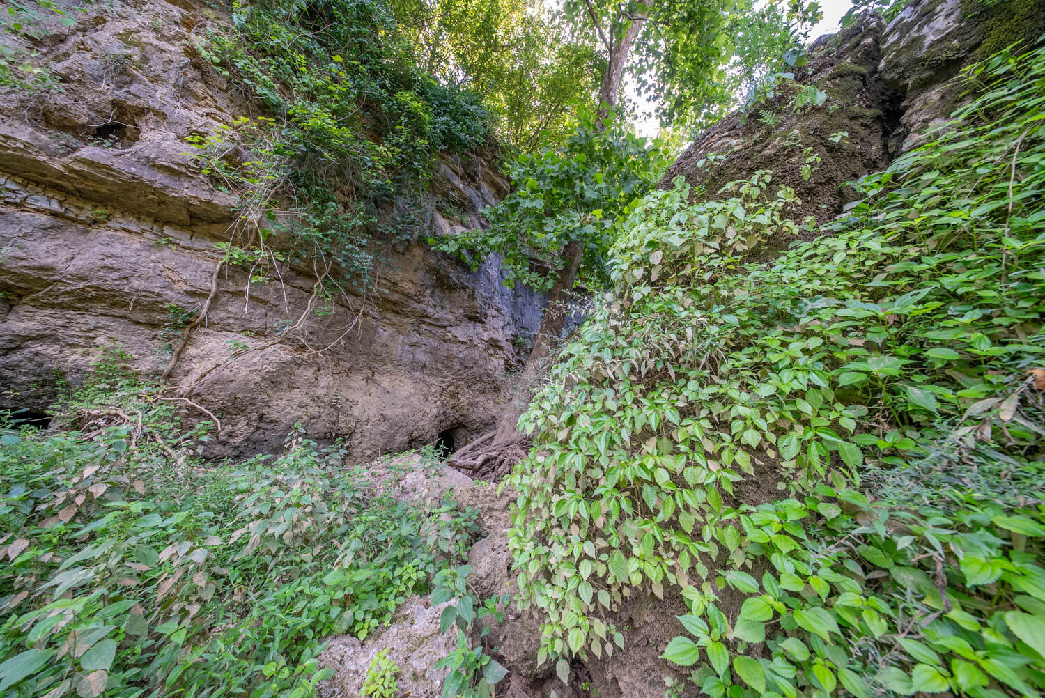 Photo 45 - Land for sale – 000  County Road 2661   Mountain View, MO