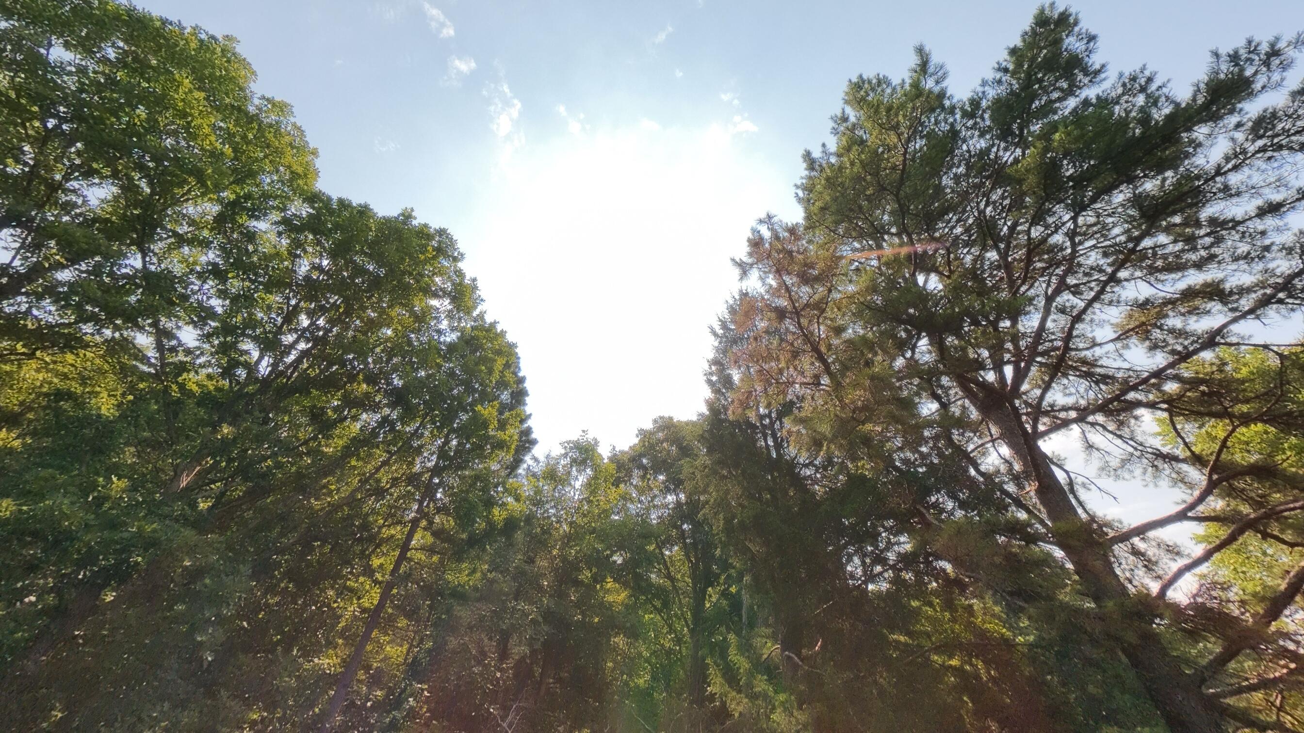 Photo 35 - Land for sale – 000  County Road 2661   Mountain View, MO