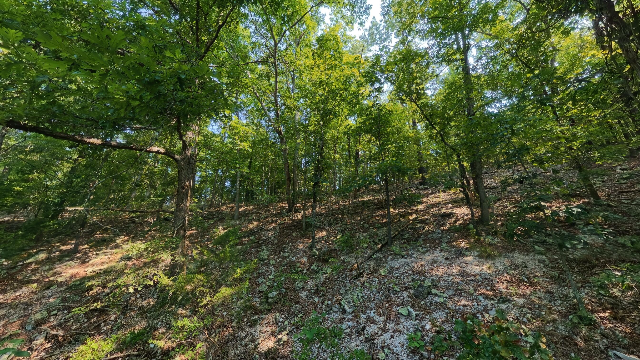 Photo 40 - Land for sale – 000  County Road 2661   Mountain View, MO