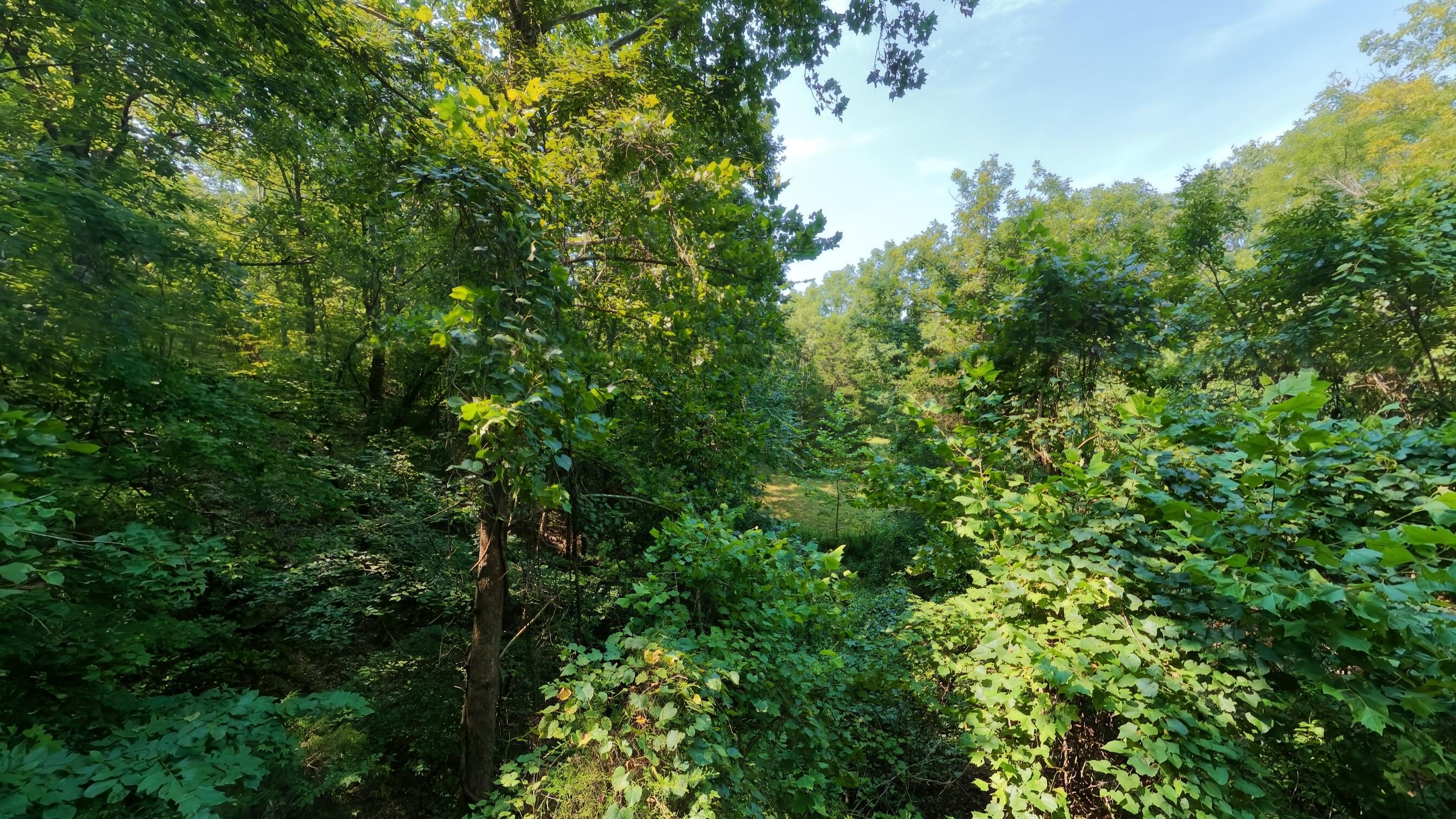Photo 39 - Land for sale – 000  County Road 2661   Mountain View, MO