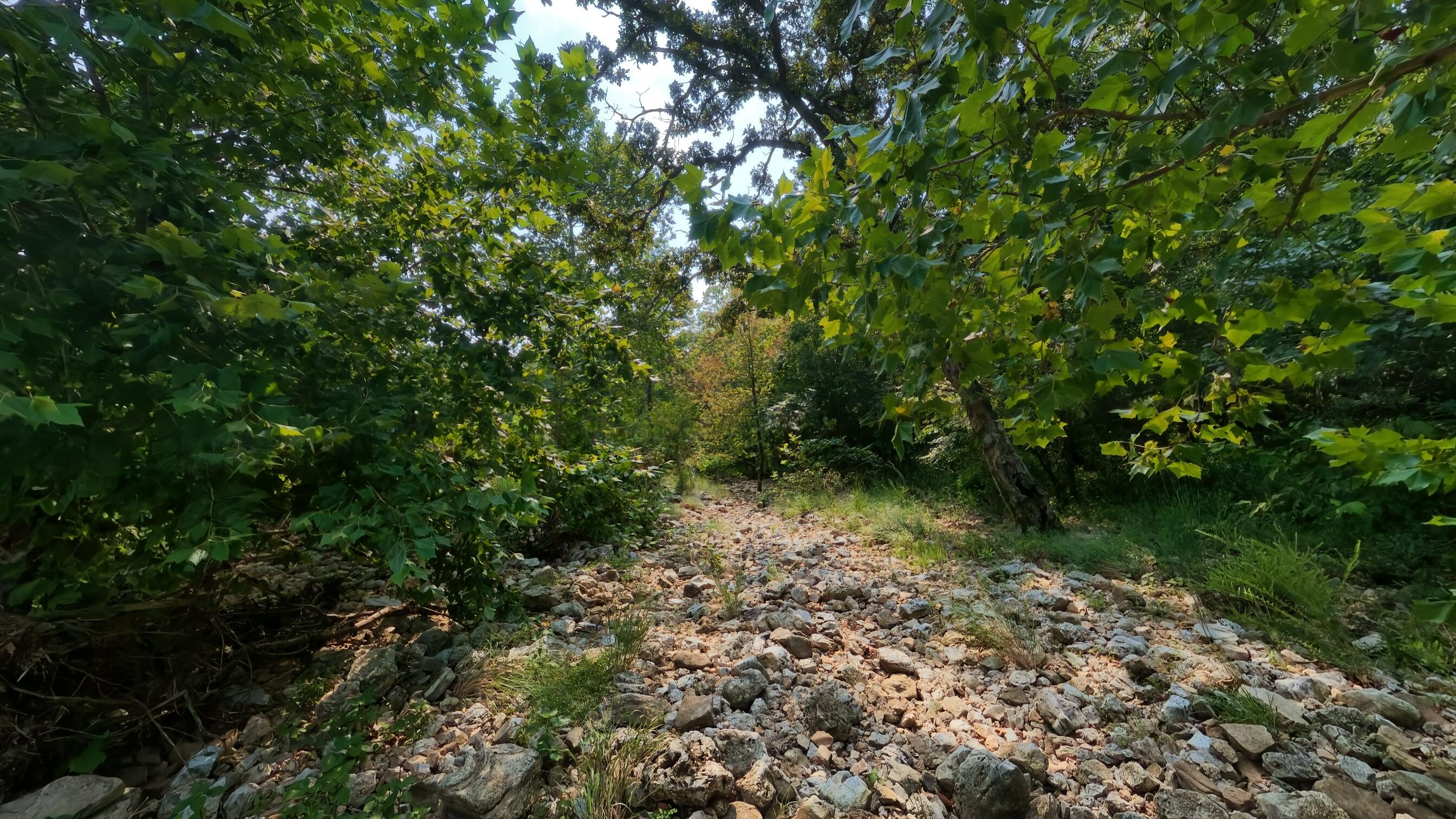 Photo 8 - Land for sale – 000  County Road 2661   Mountain View, MO