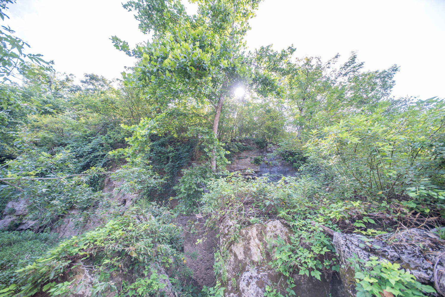 Photo 44 - Land for sale – 000  County Road 2661   Mountain View, MO