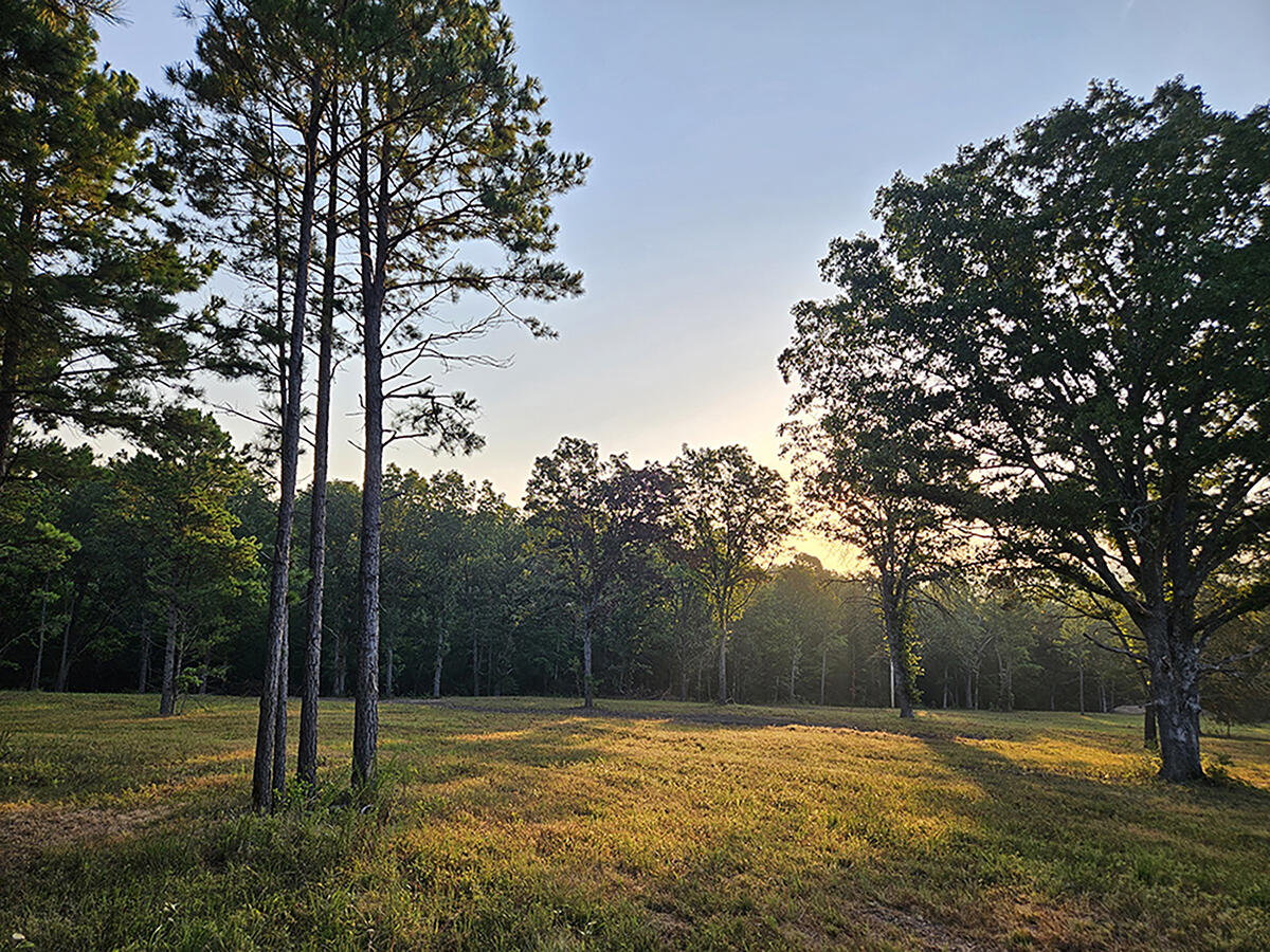 Photo 19 - Land for sale – 0  County Road 235   Drury, MO