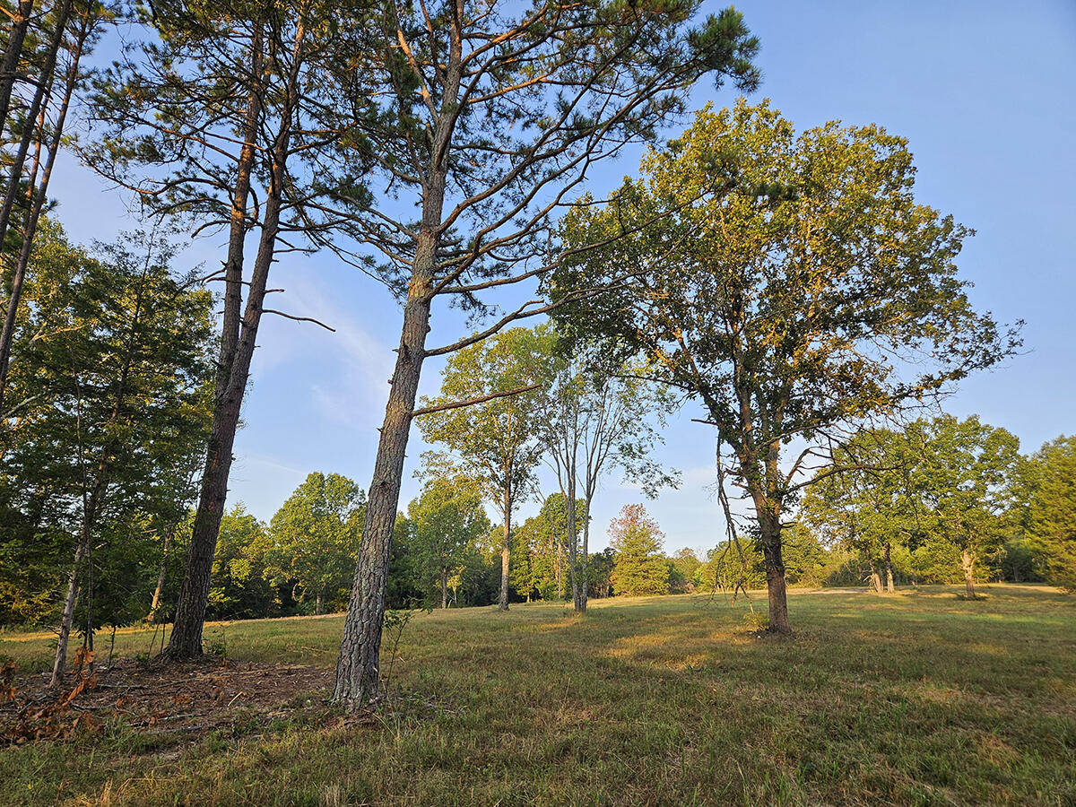 Photo 13 - Land for sale – 0  County Road 235   Drury, MO