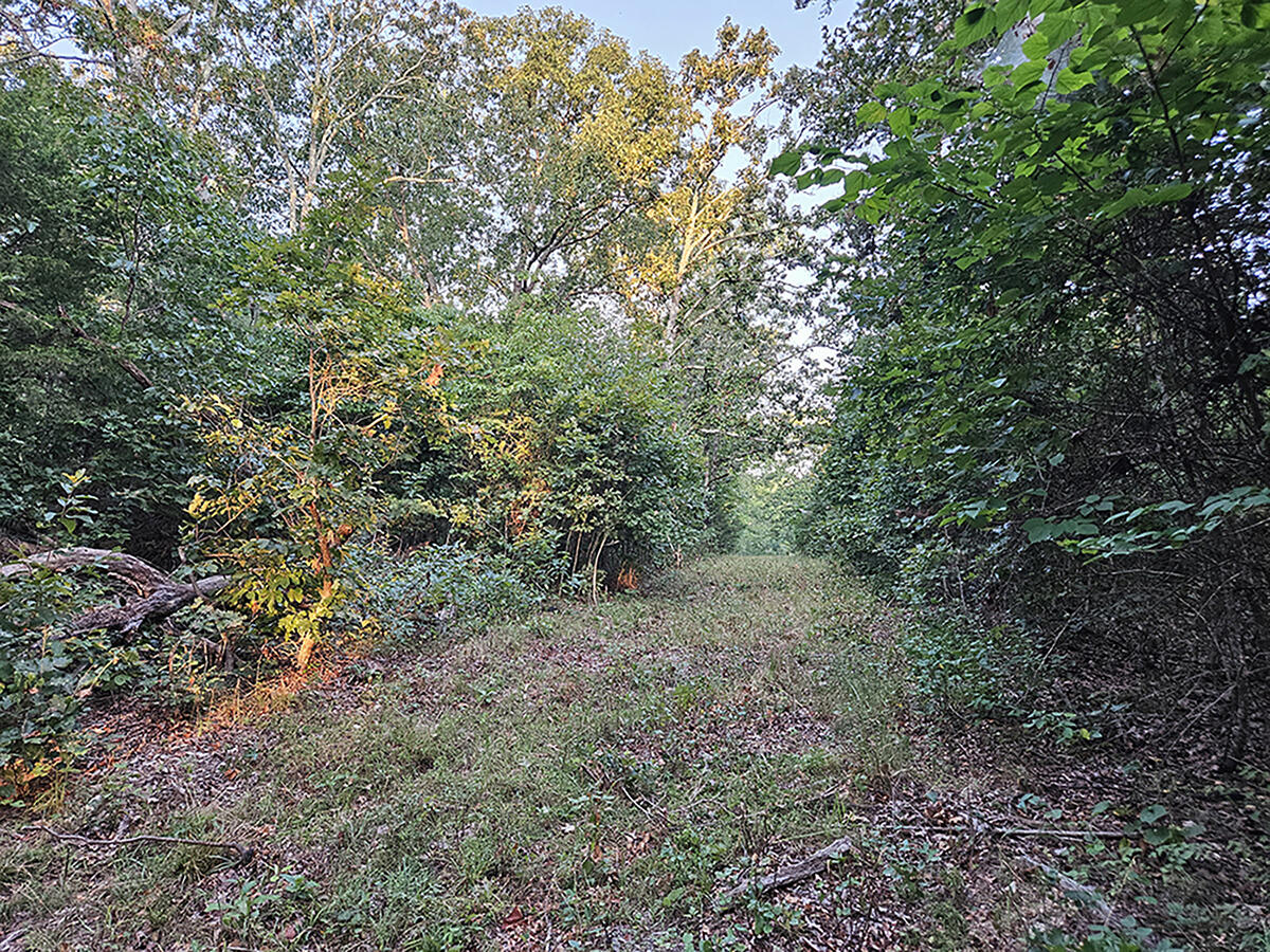 Photo 25 - Land for sale – 0  County Road 235   Drury, MO