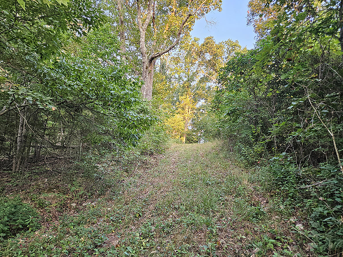 Photo 29 - Land for sale – 0  County Road 235   Drury, MO