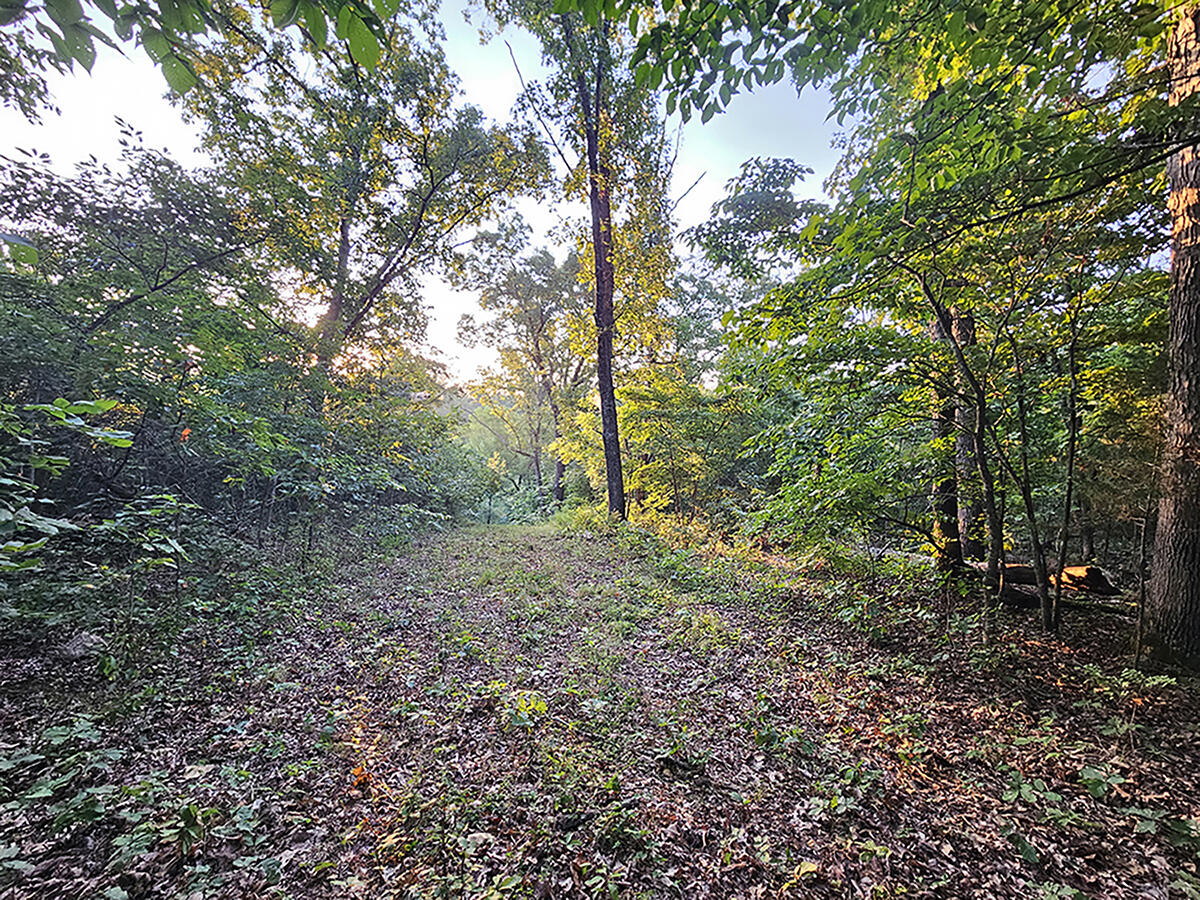 Photo 27 - Land for sale – 0  County Road 235   Drury, MO