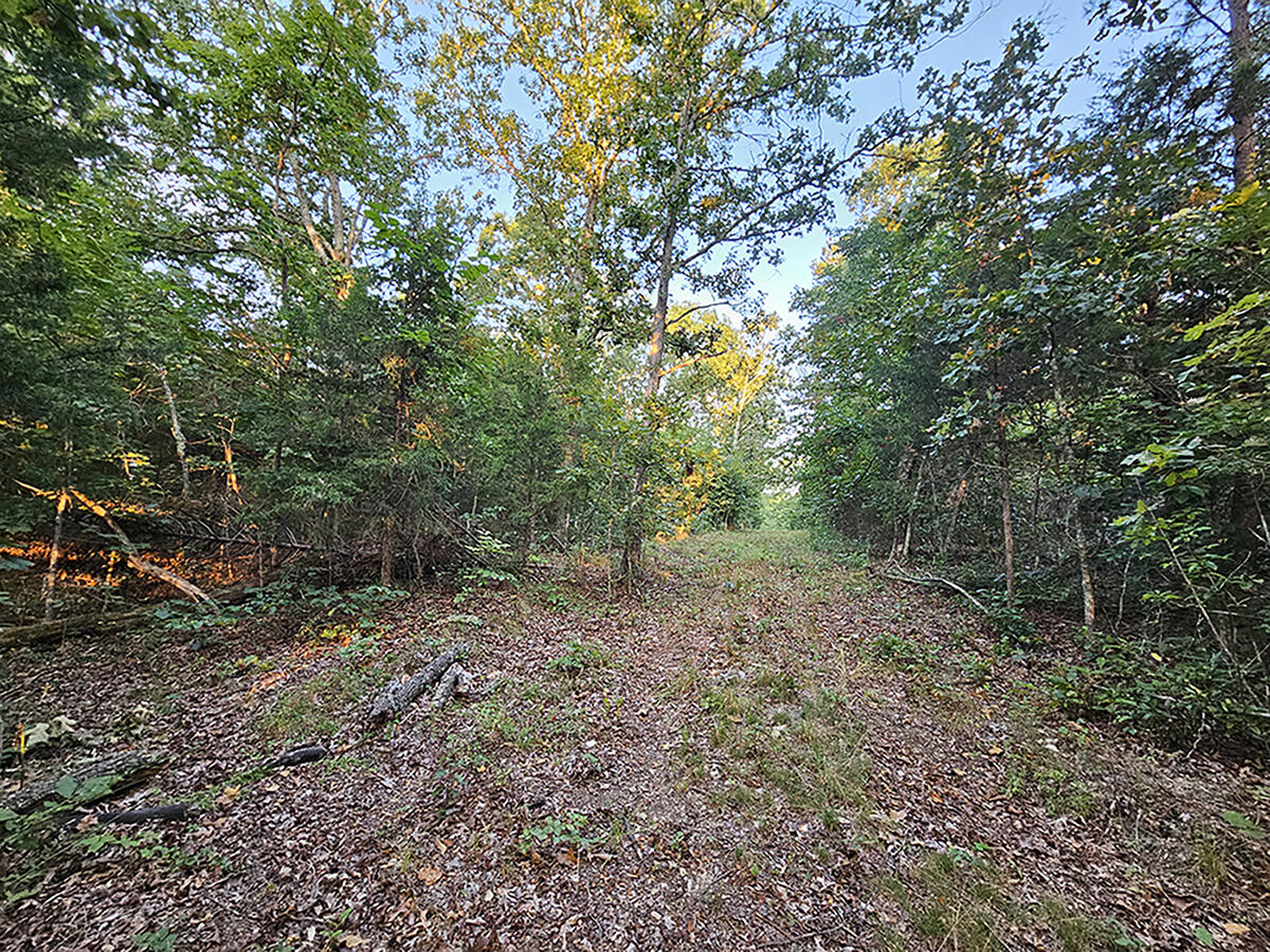 Photo 26 - Land for sale – 0  County Road 235   Drury, MO