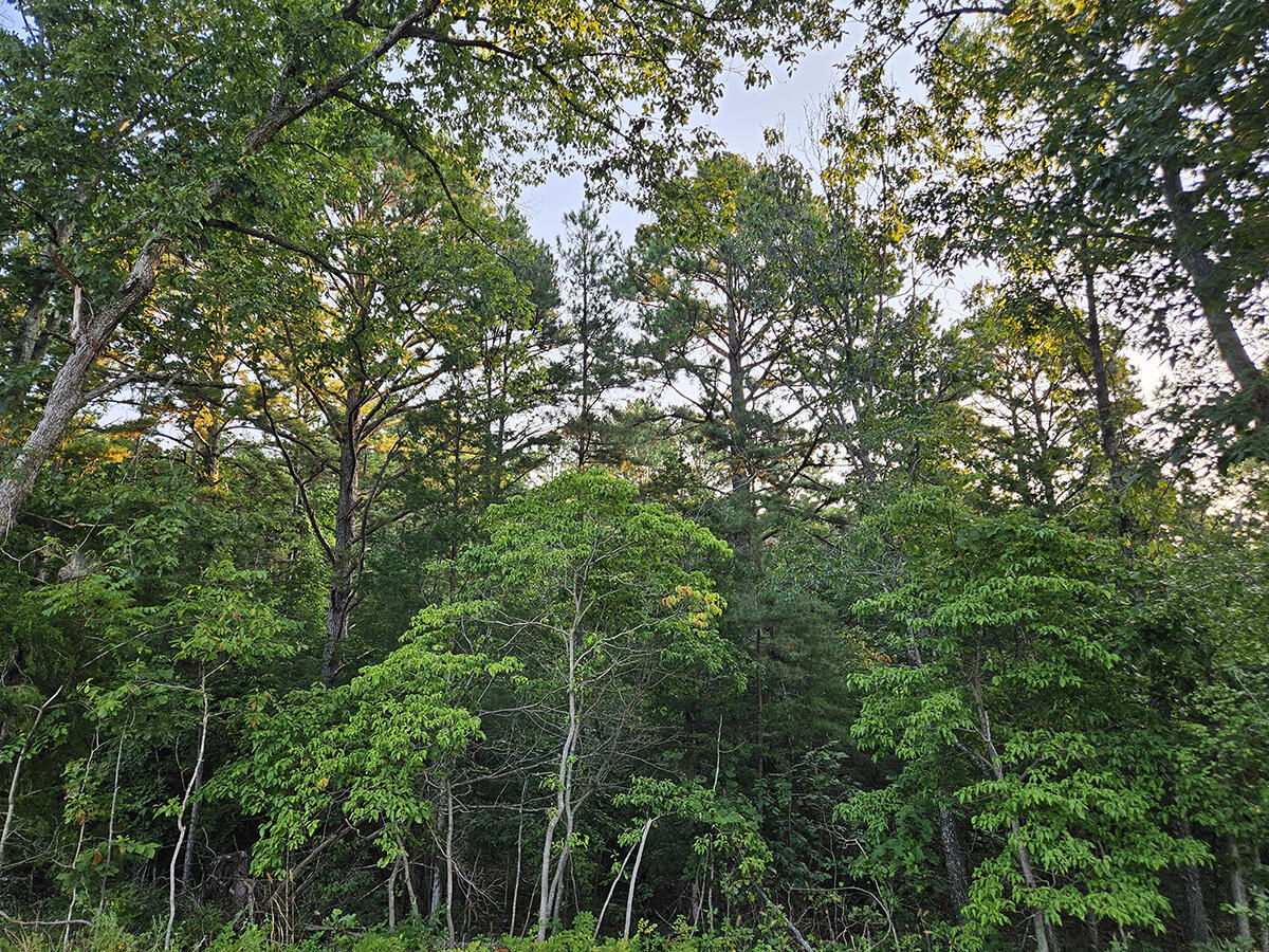 Photo 15 - Land for sale – 0  County Road 235   Drury, MO
