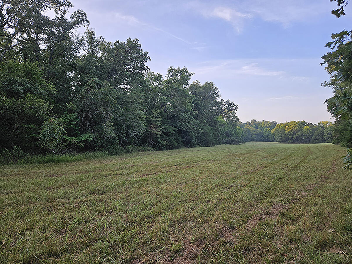 Photo 30 - Land for sale – 0  County Road 235   Drury, MO