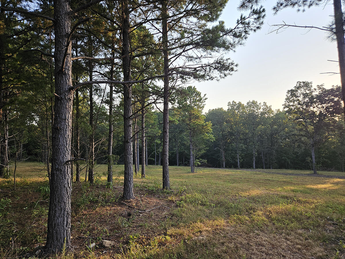 Photo 11 - Land for sale – 0  County Road 235   Drury, MO