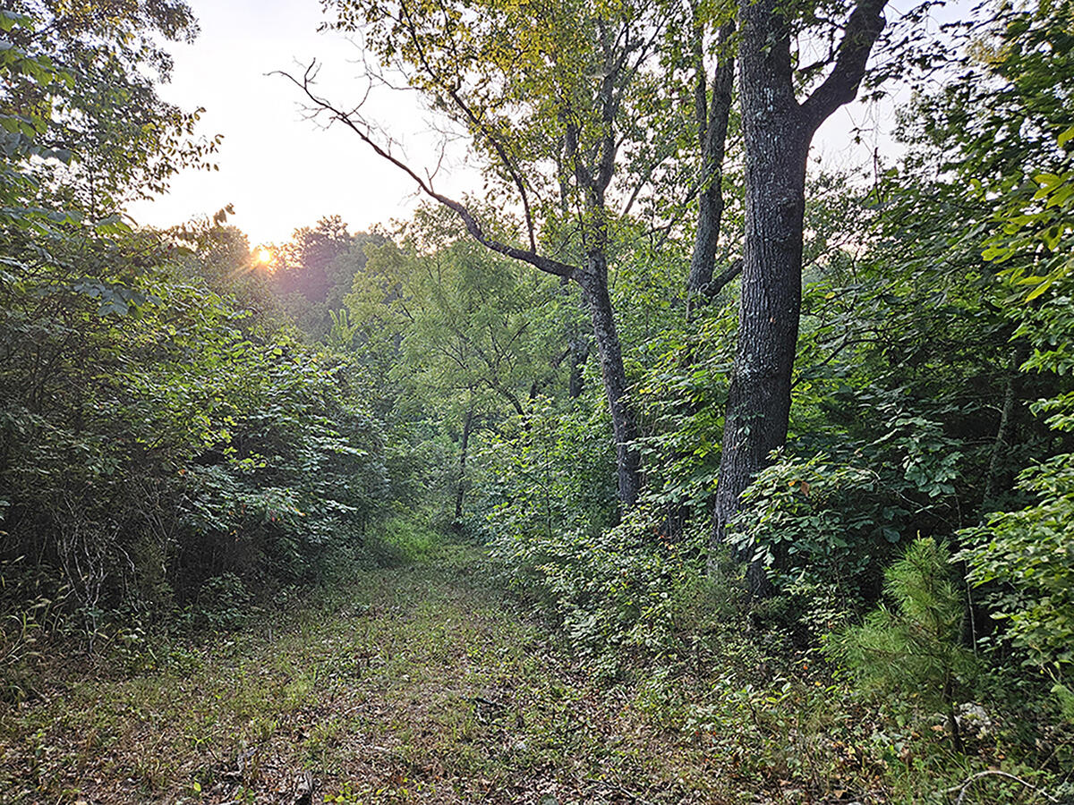 Photo 28 - Land for sale – 0  County Road 235   Drury, MO