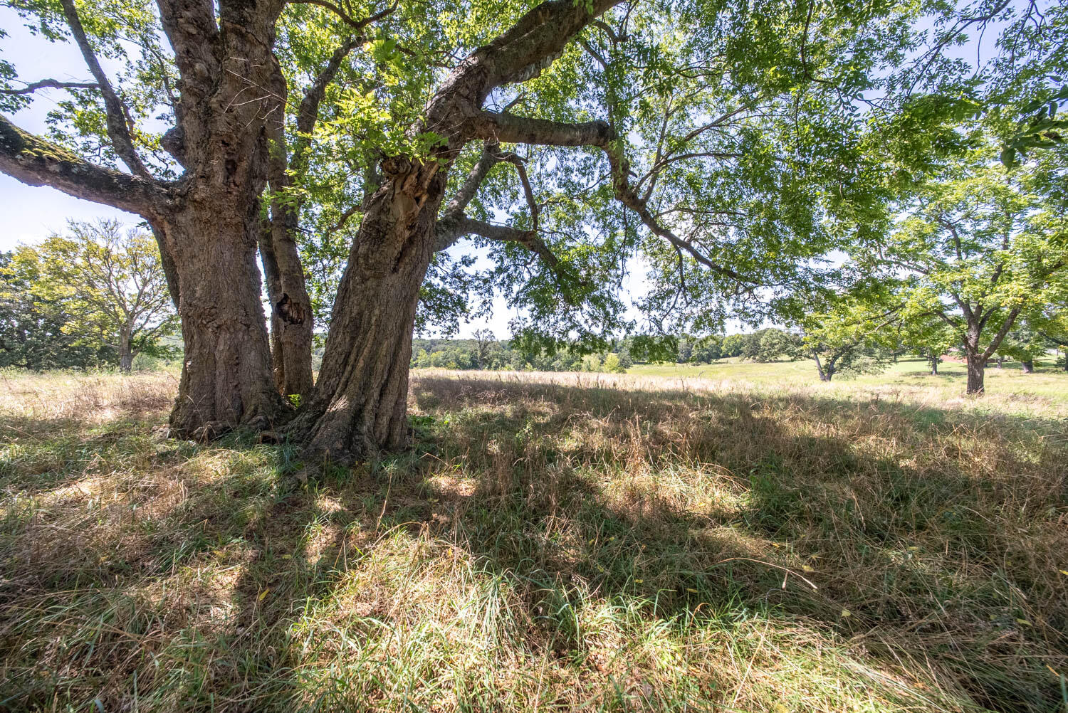 Photo 39 - Land for sale – 000  Bamber Street  Mammoth Spring, AR