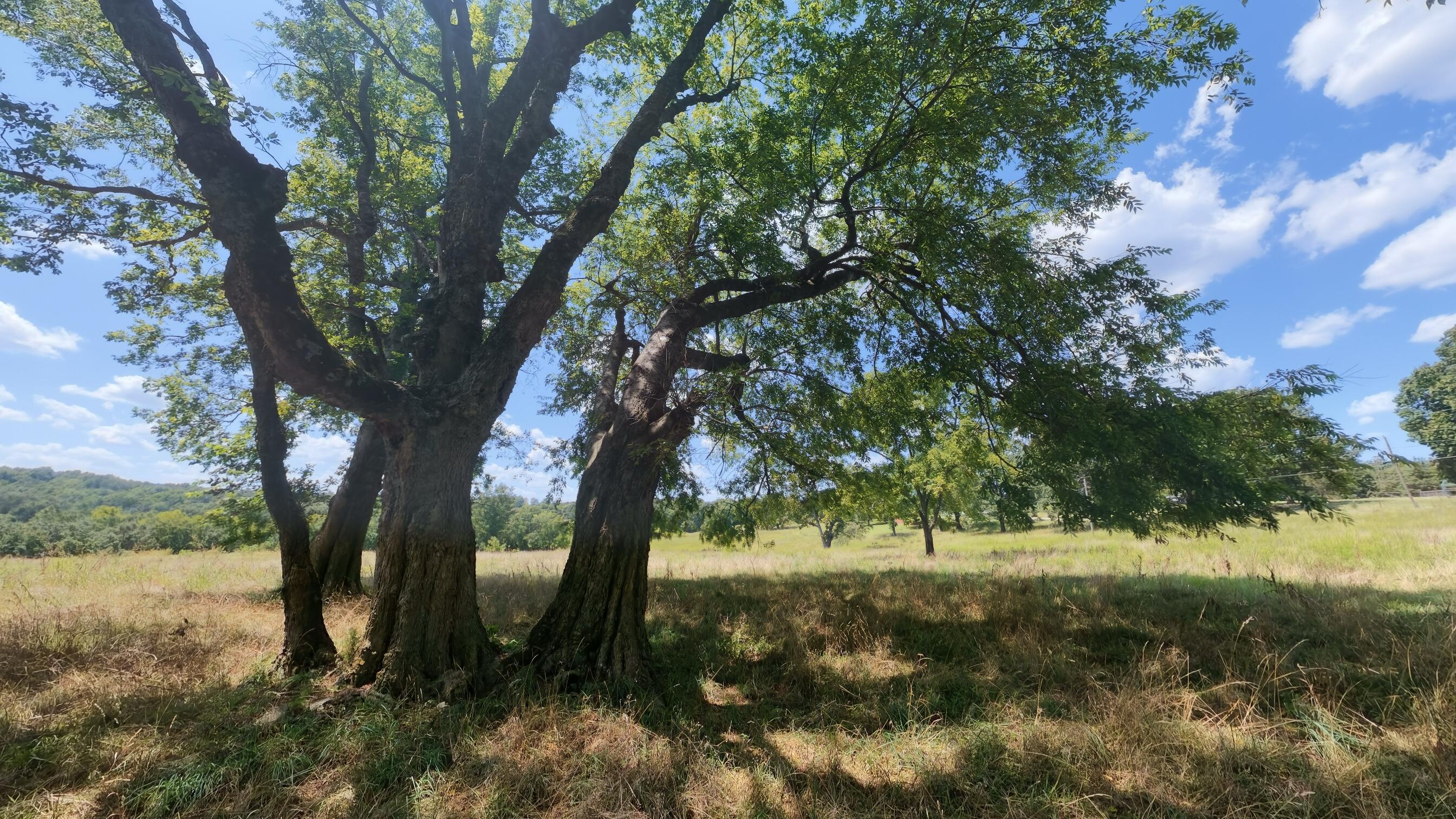 Photo 33 - Land for sale – 000  Bamber Street  Mammoth Spring, AR