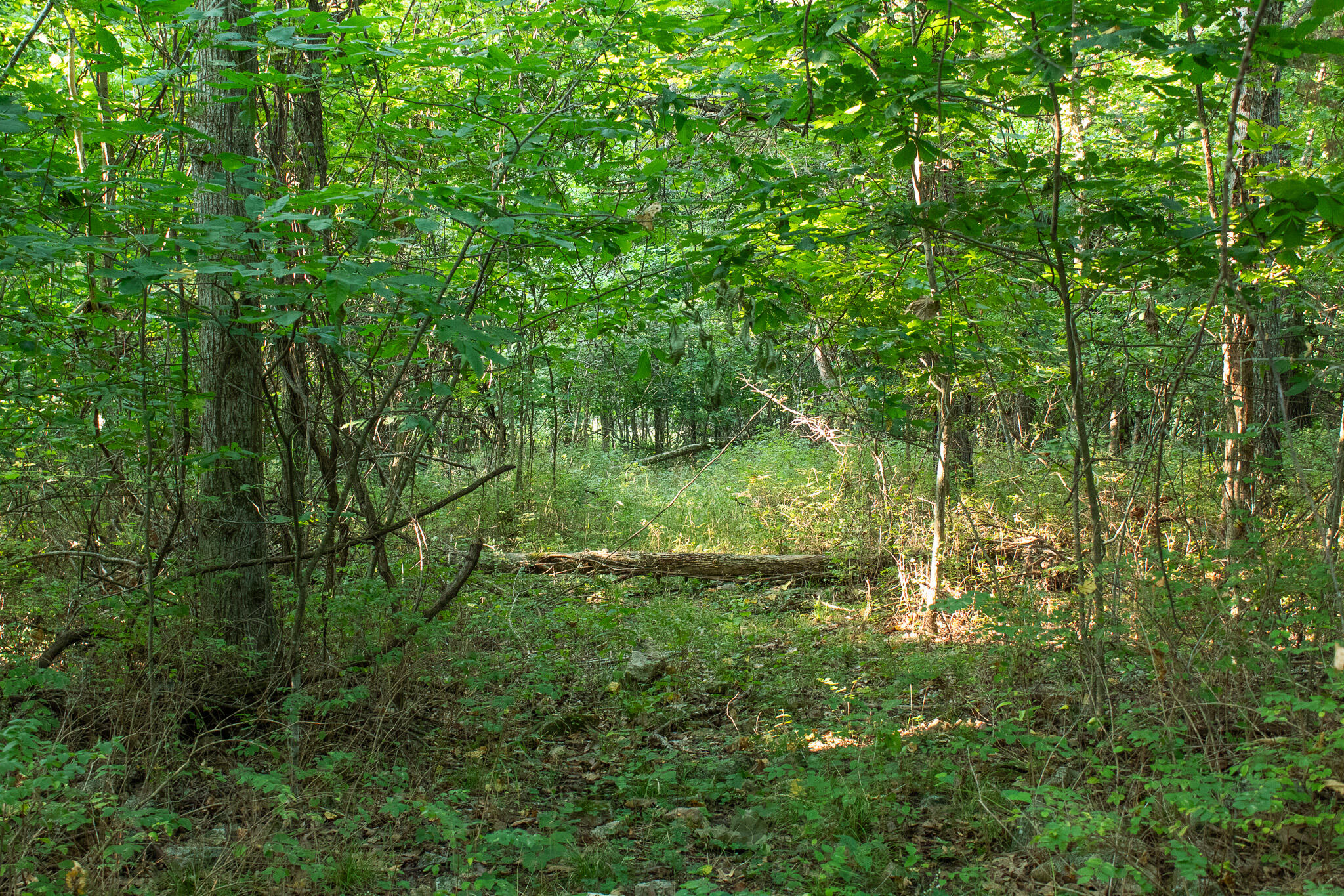 Photo 23 - Land for sale – 000 N Farm Rd 69   Walnut Grove, MO